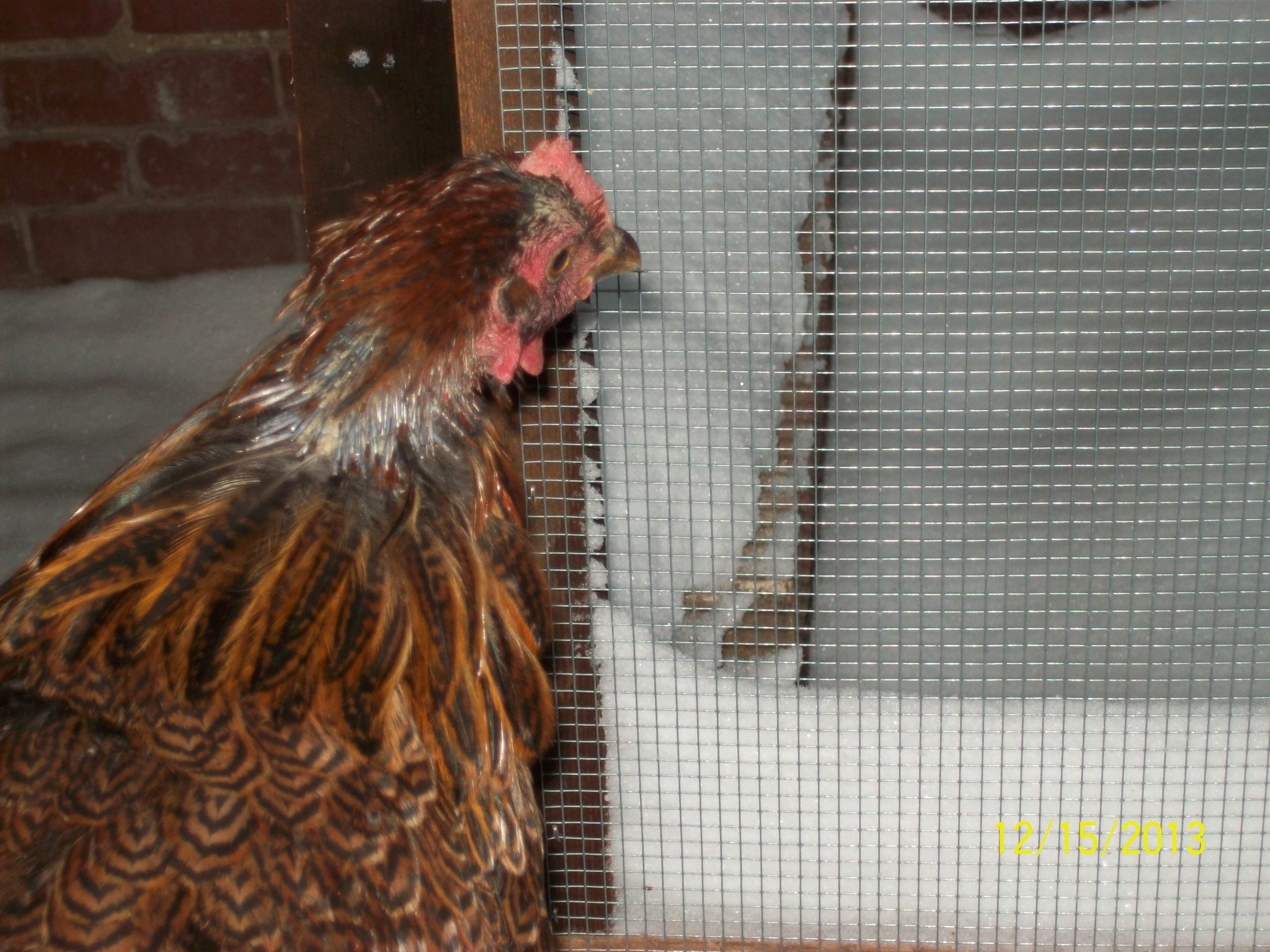 Poor Babs..molting at this time of the year...sometimes i wonder about nature...