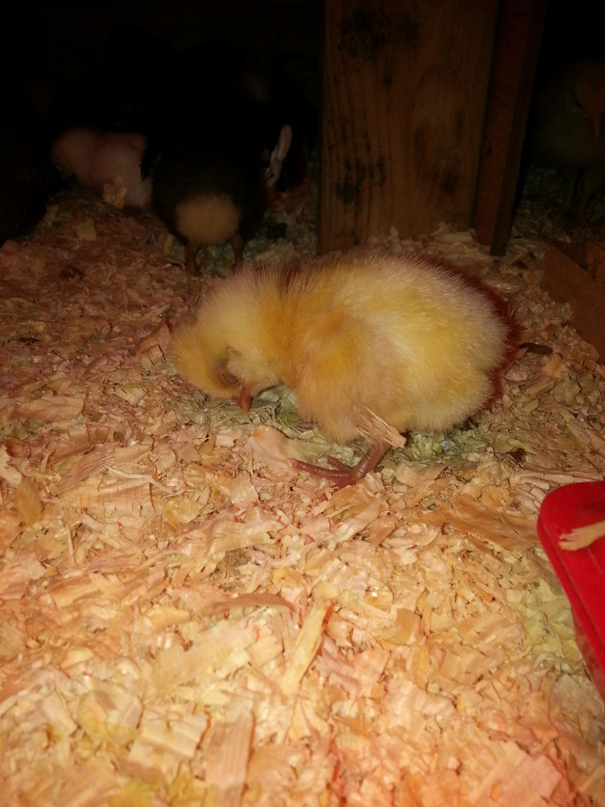 Poor baby. So tired..