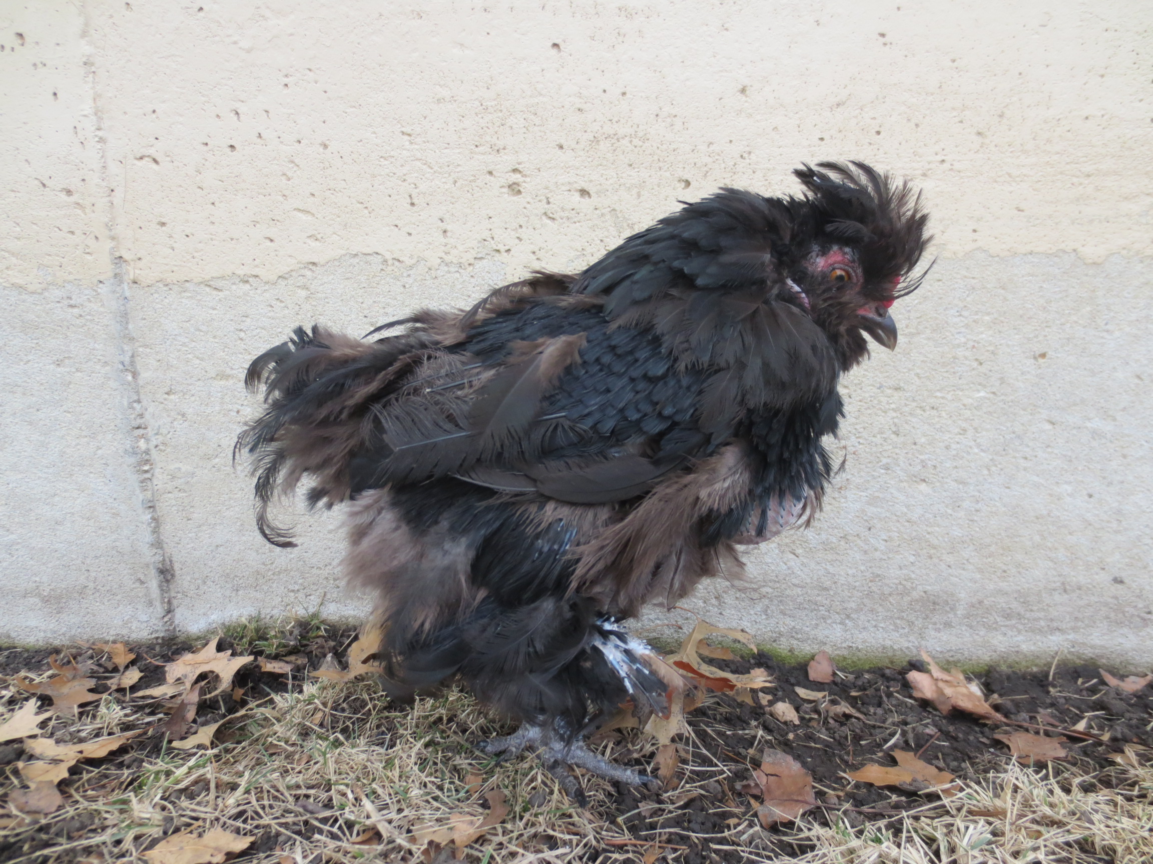 Poor Ebony is molting.