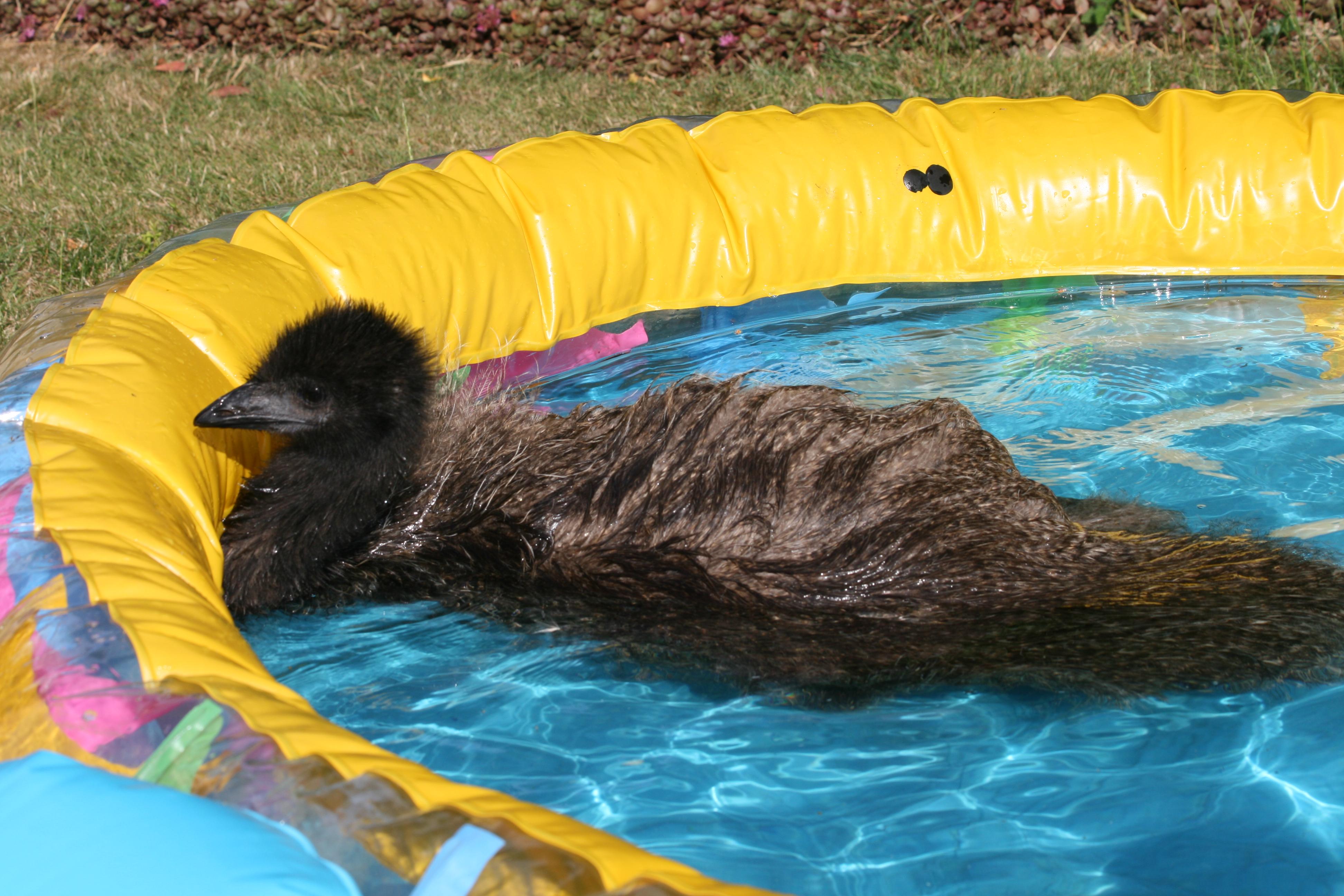 Poor emu thinks he's a duck ;D