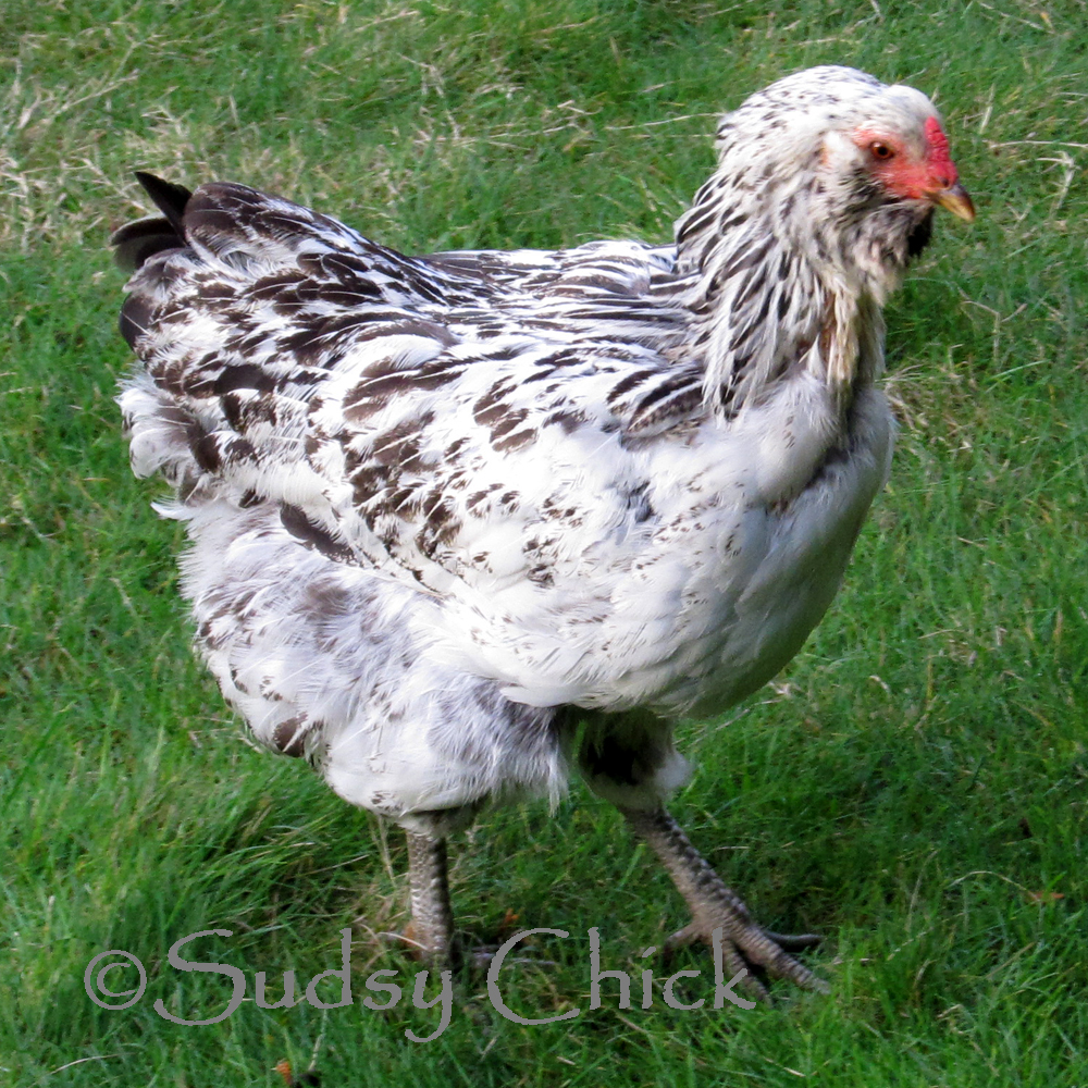 Poor Foxglove - behind everyone else in molting. Not happy, so I gave her some extra flax seed.