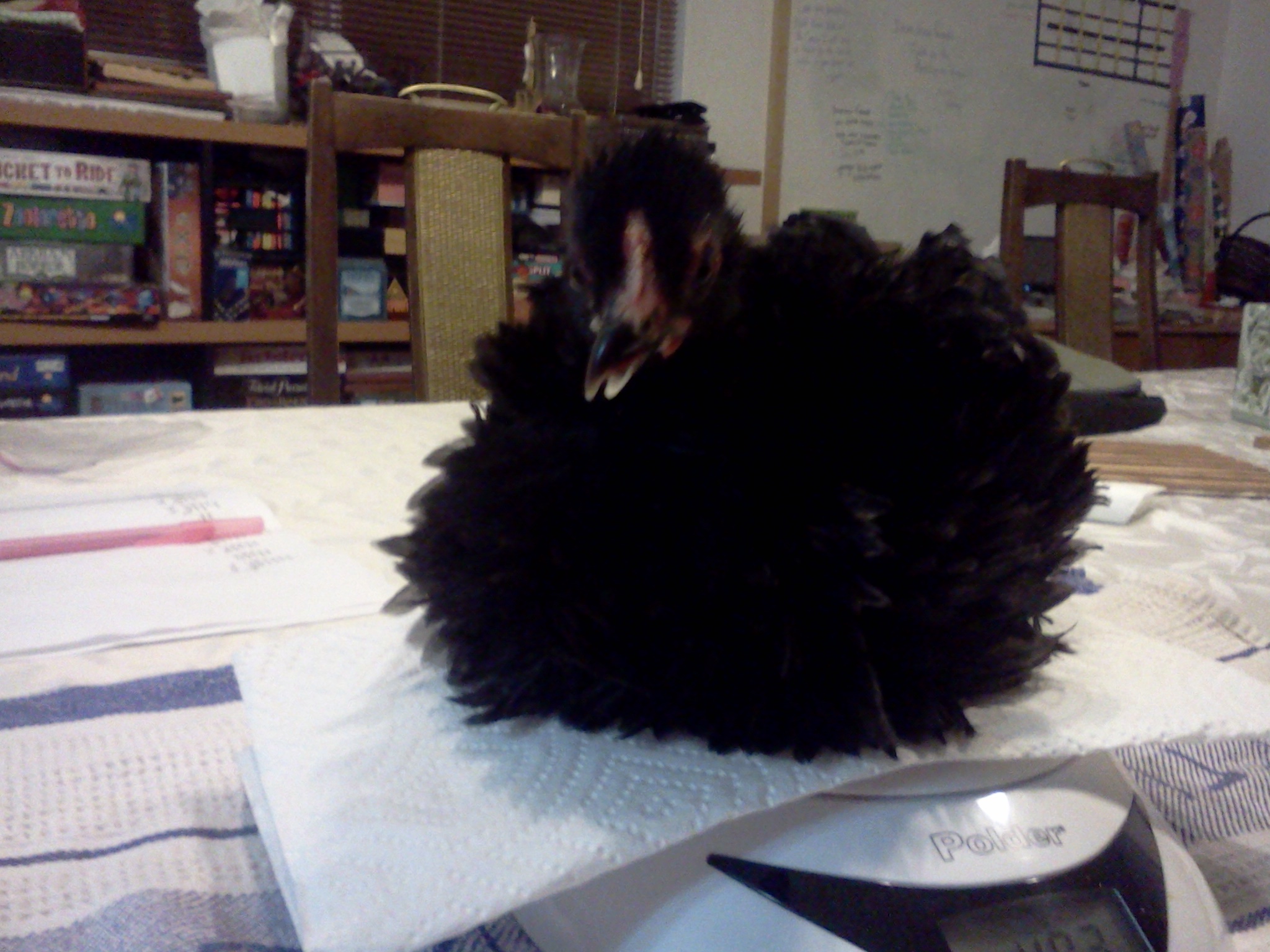 Poor girl has a crossbeak, but she is growing ok so far, and is still such an adorable ball of feathers!  
Violet, 9 weeks.