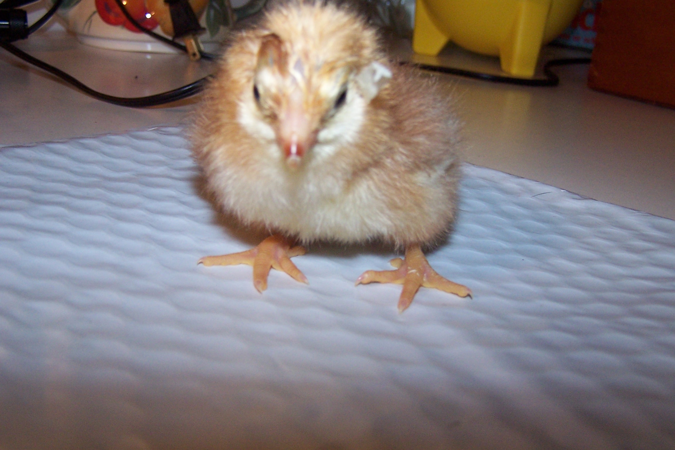 Poor little Saran wrap looks so bedraggled after being picked out of her dried shell. Touch and go for a few days after TLC, she is now a very vibrant and healthy hen.