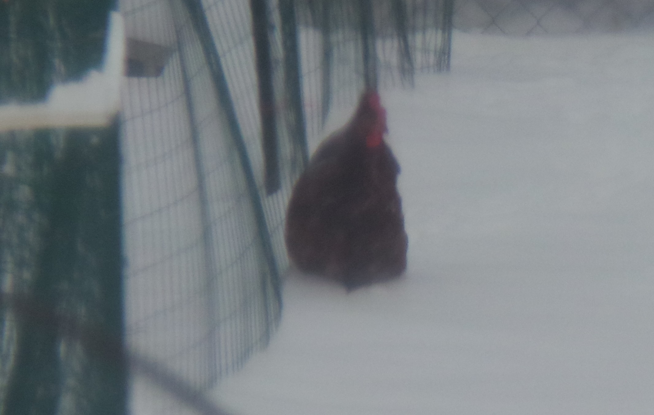 Poor Lucy trying to make her way to the house.Following daddy from the barn.