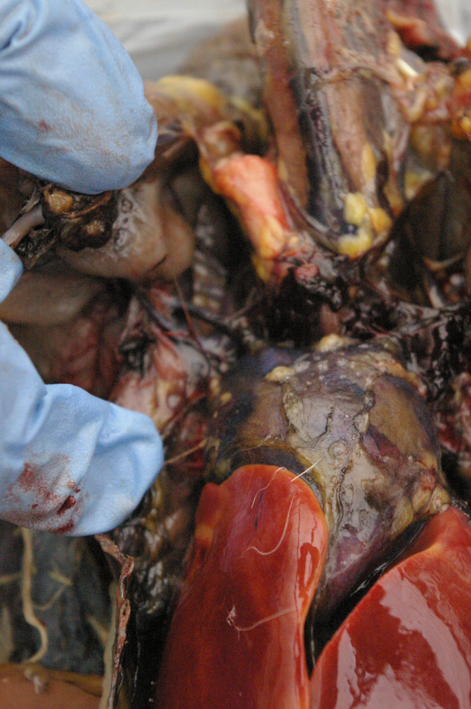 (poor photo, sorry) 
Blood vessels from the heart can be seen feeding the wings.
Heart to the right of my lowest finger