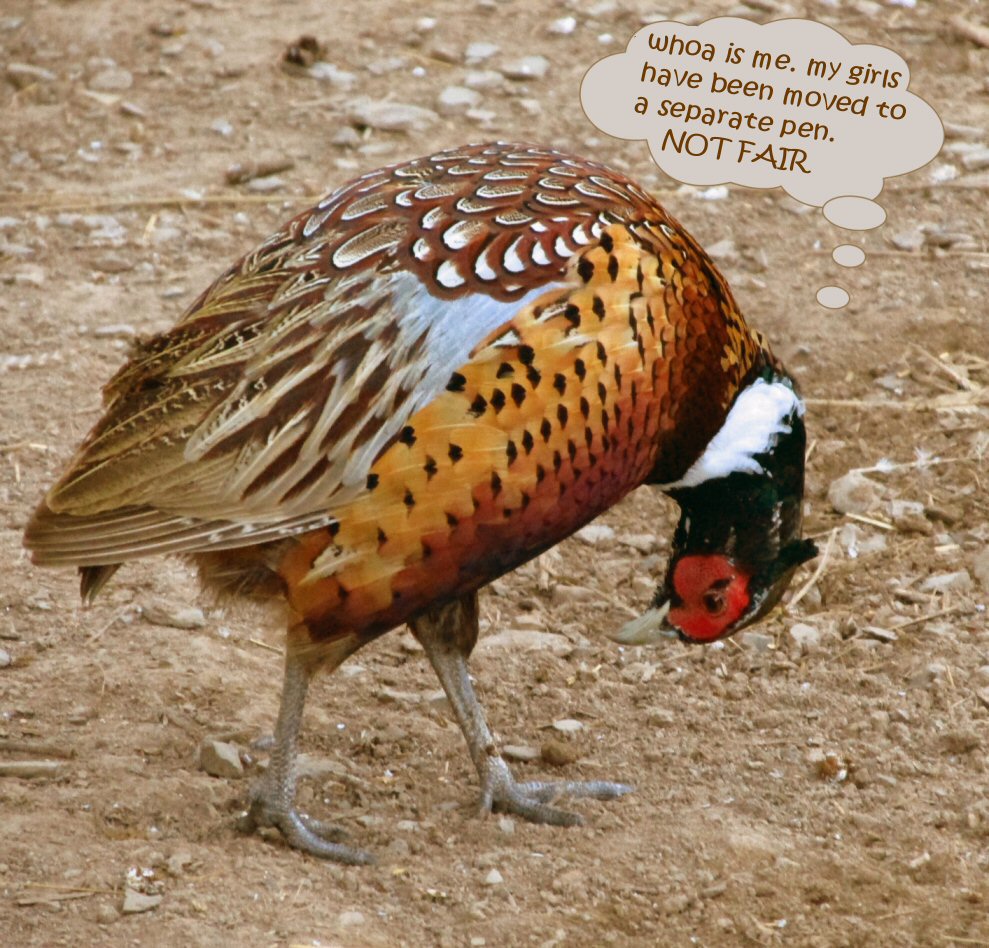 poor sad fella. He is missing his girlfriends and just realized he has no pretty tail