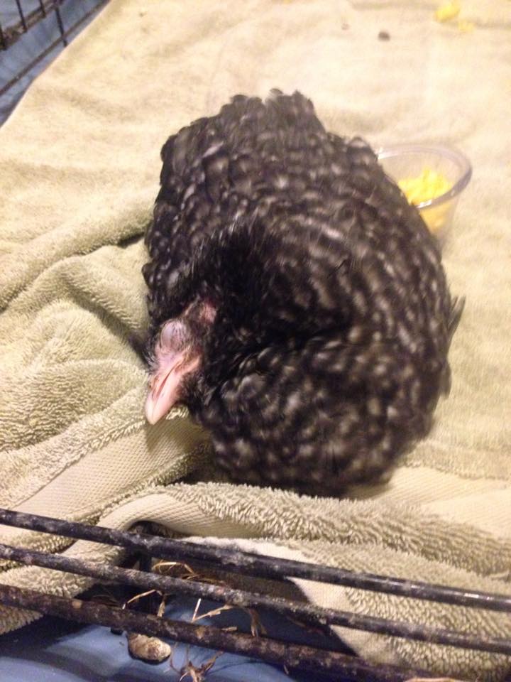 Poor sick chicky, day before she died. Developed wry neck, and nothing I did helped her. She just got worse and died after less than 2 days.