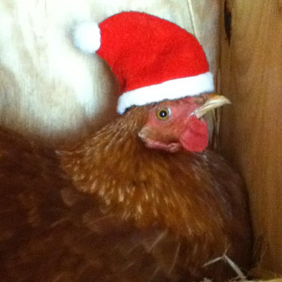 *
Poor skittles.. she's like get this thing OFF MY HEAD NOW!!! she didn't move or shake it off though... (r.i.p)