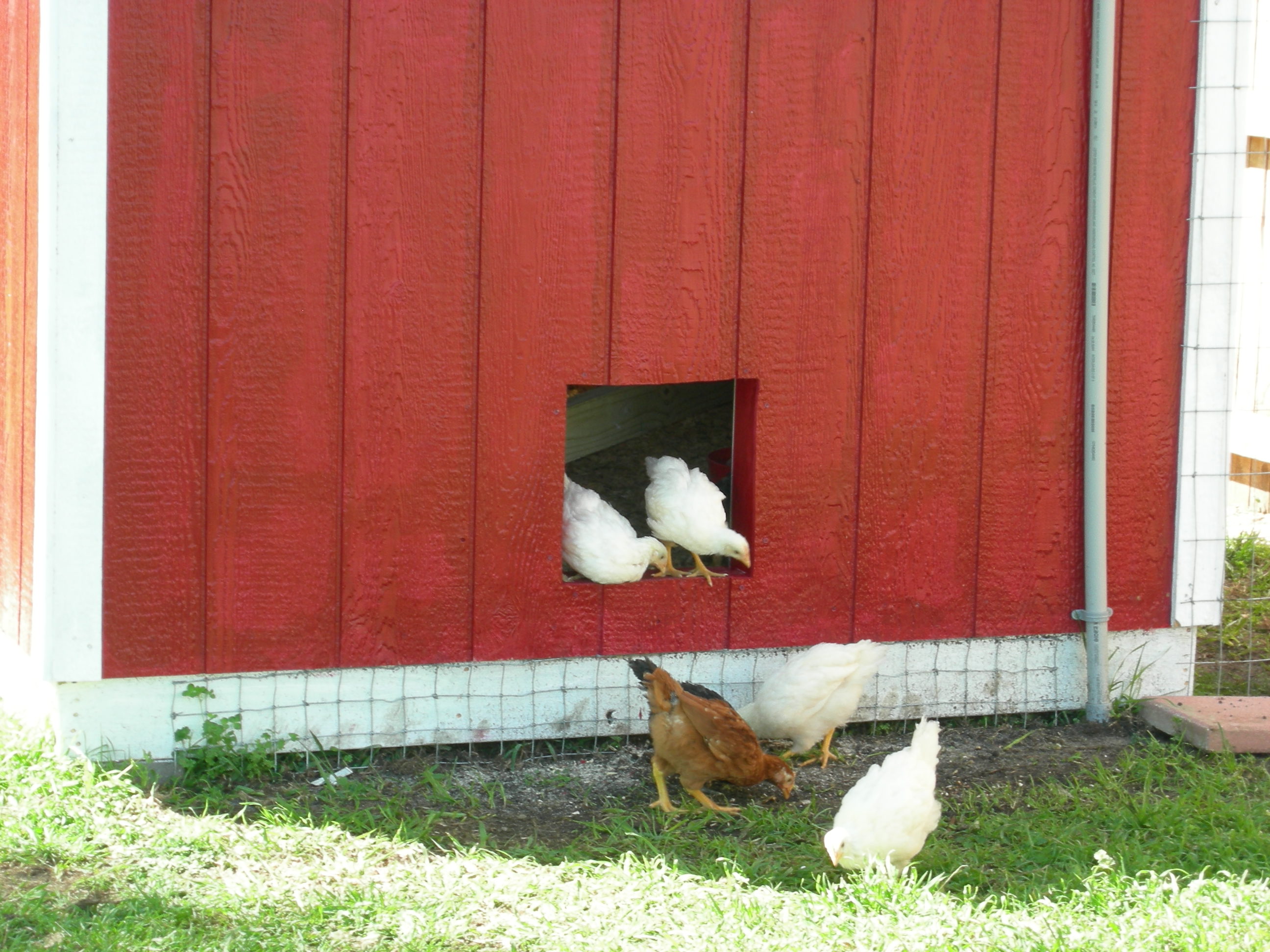 Pop door before ramp - Wow! when I look back at these early photos I can't remember when my chicks were this little. They grew so fast.