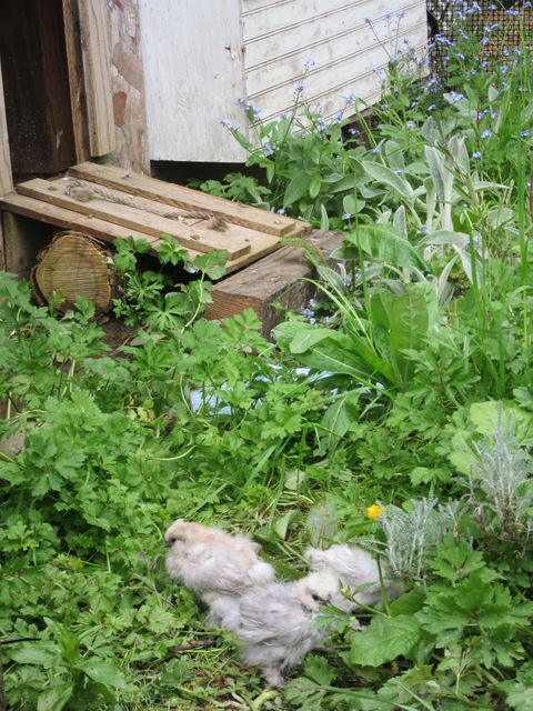 Pop door serves as a ramp to the oustside pen for the silkie chicks.