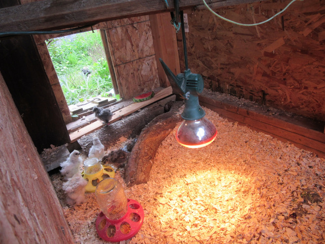Pop door to silkie brooder open.