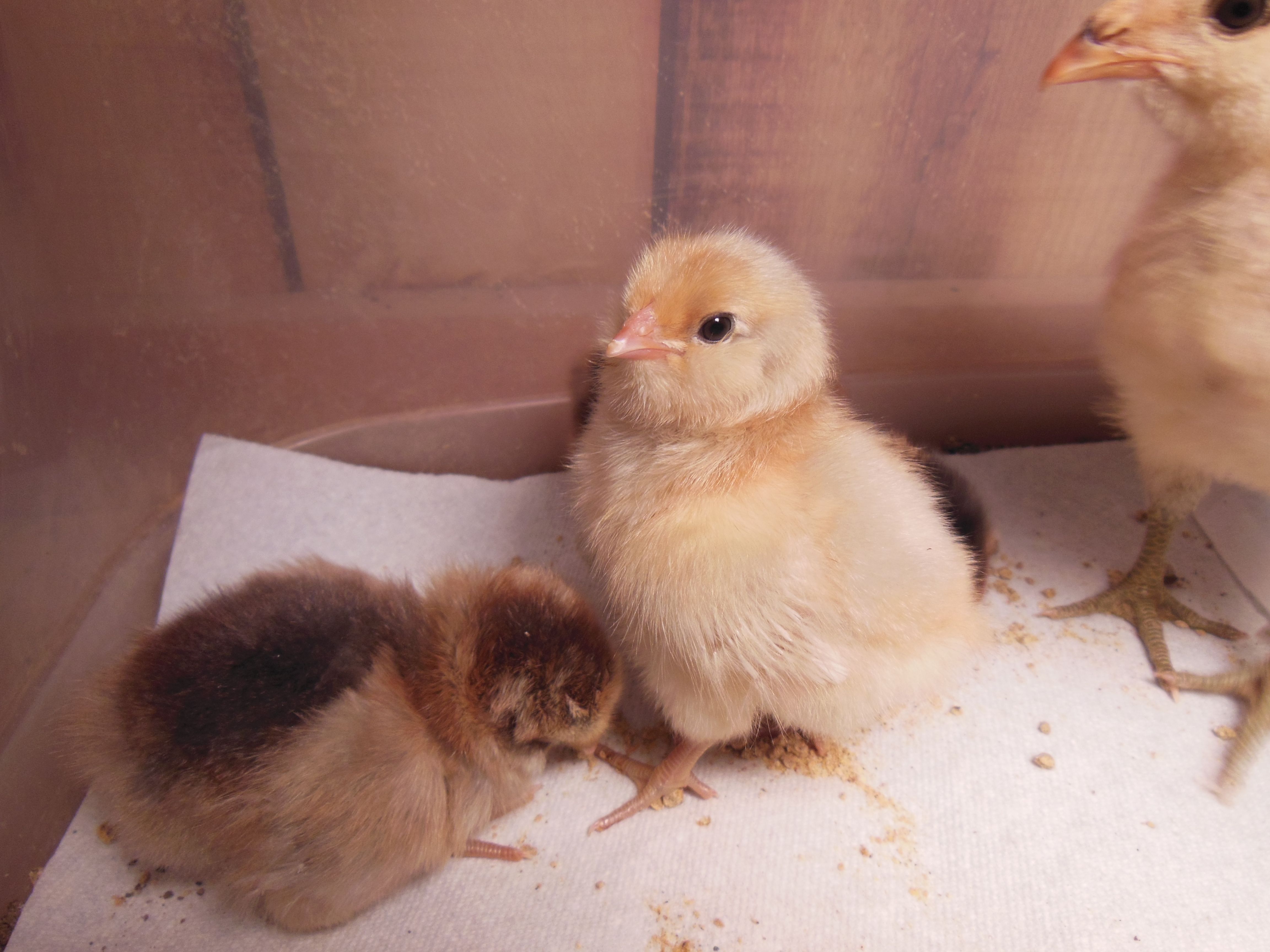 Popcorn, 2 day old EE