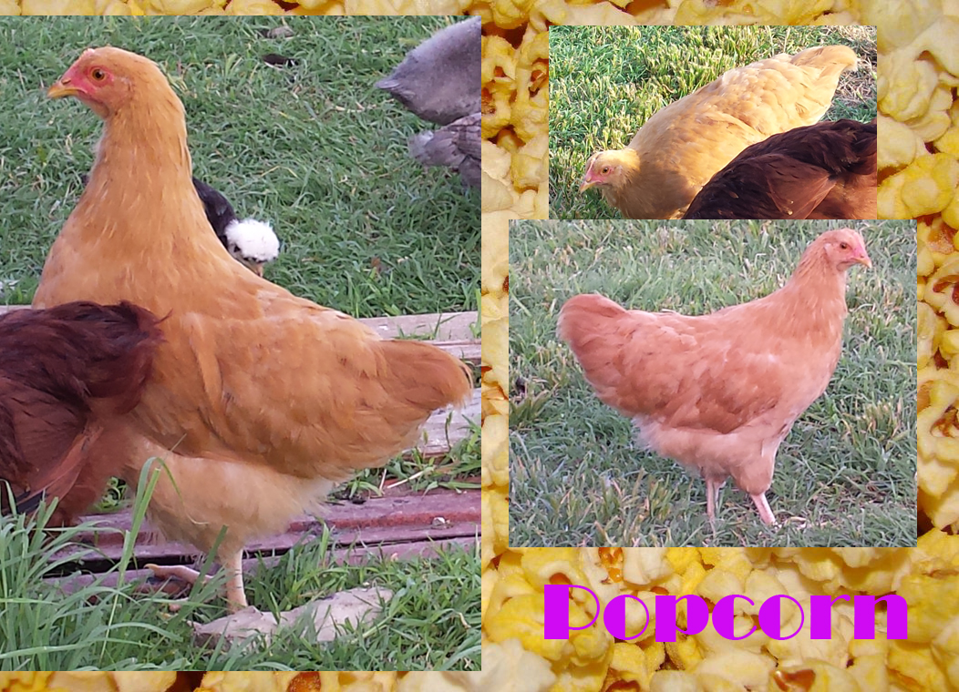 Popcorn: Buff Orpington hen