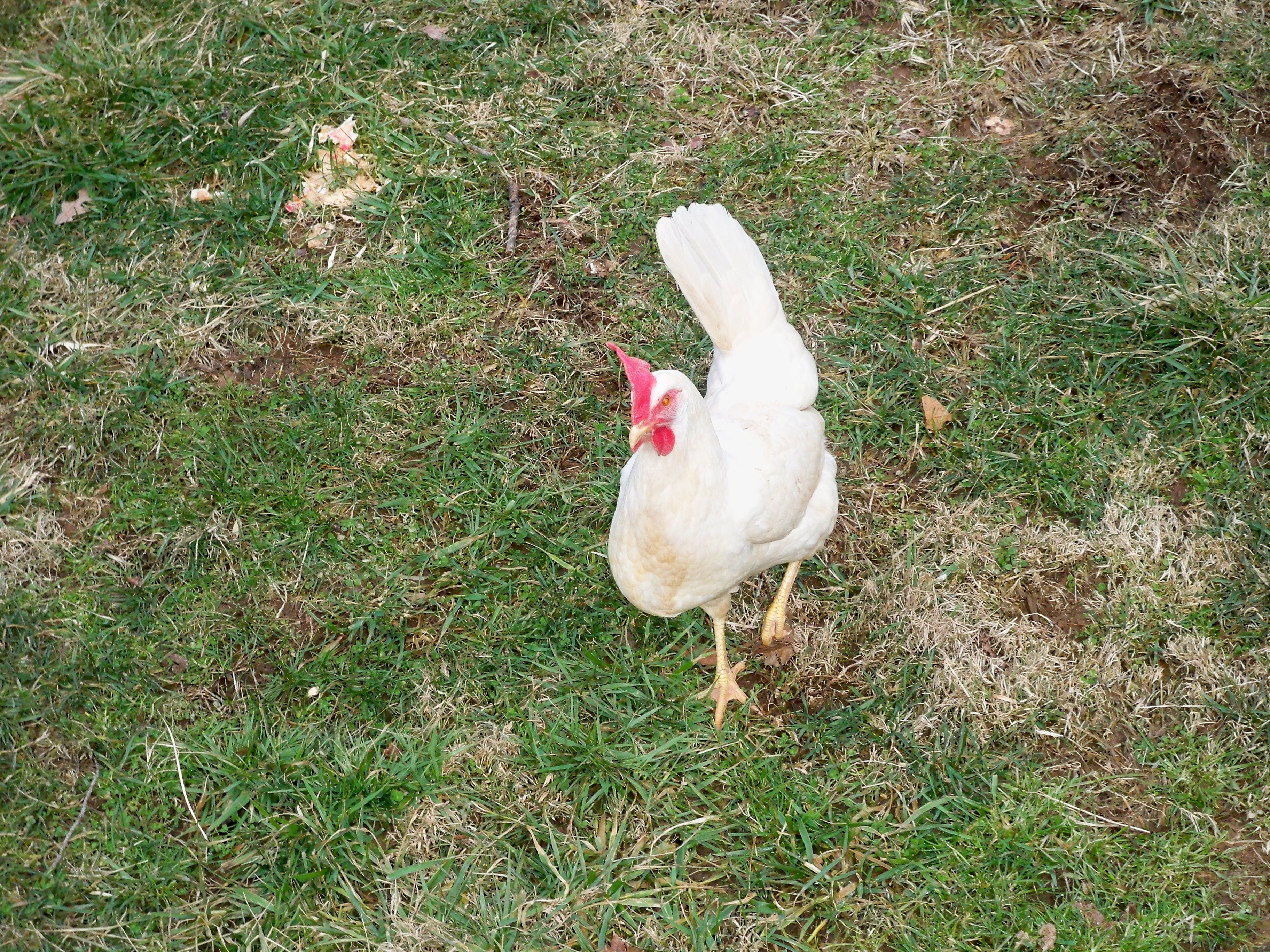 Popcorn, White Leghorn
