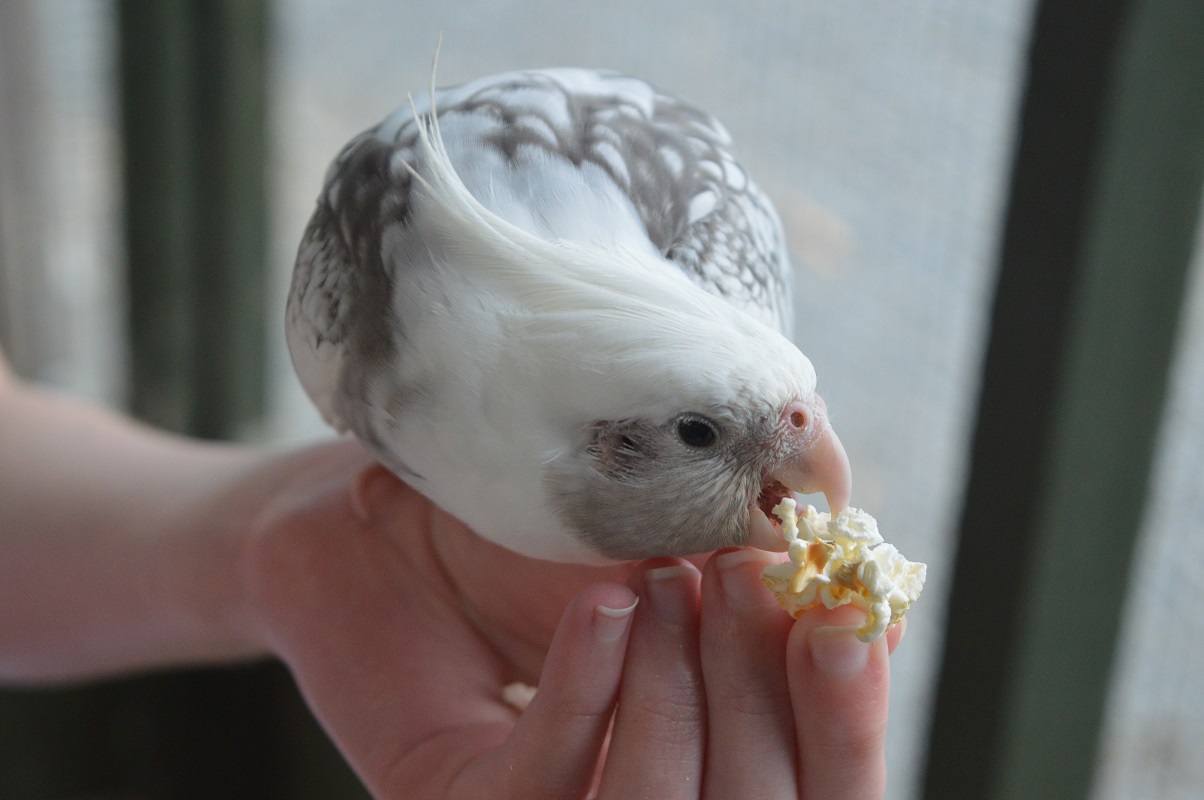 Popcorn