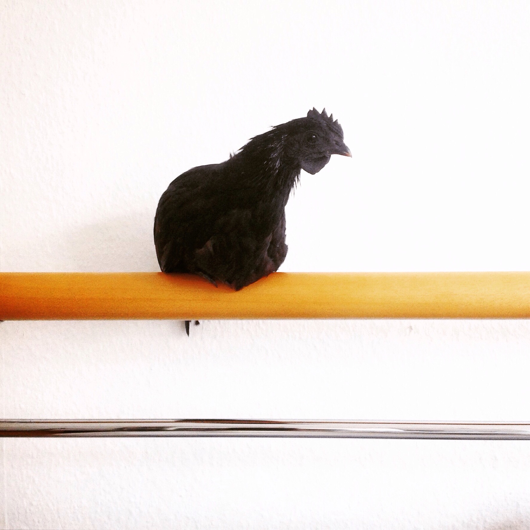 Poppy-boy loves the great indoors.