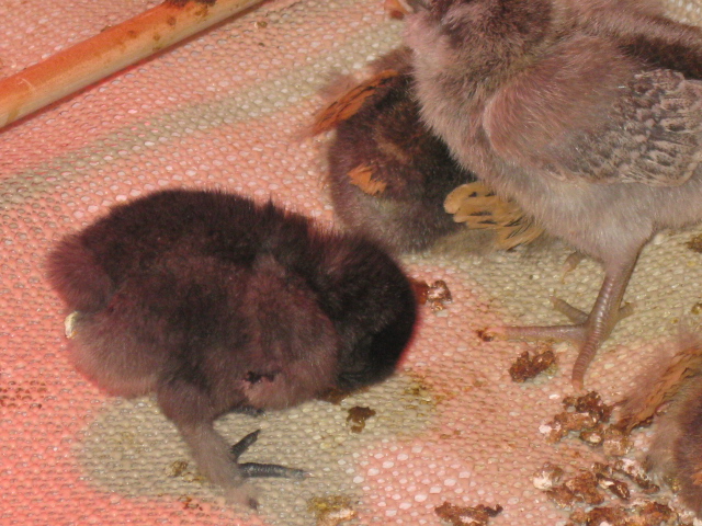 Poppy- sleeping while standing is dangerous