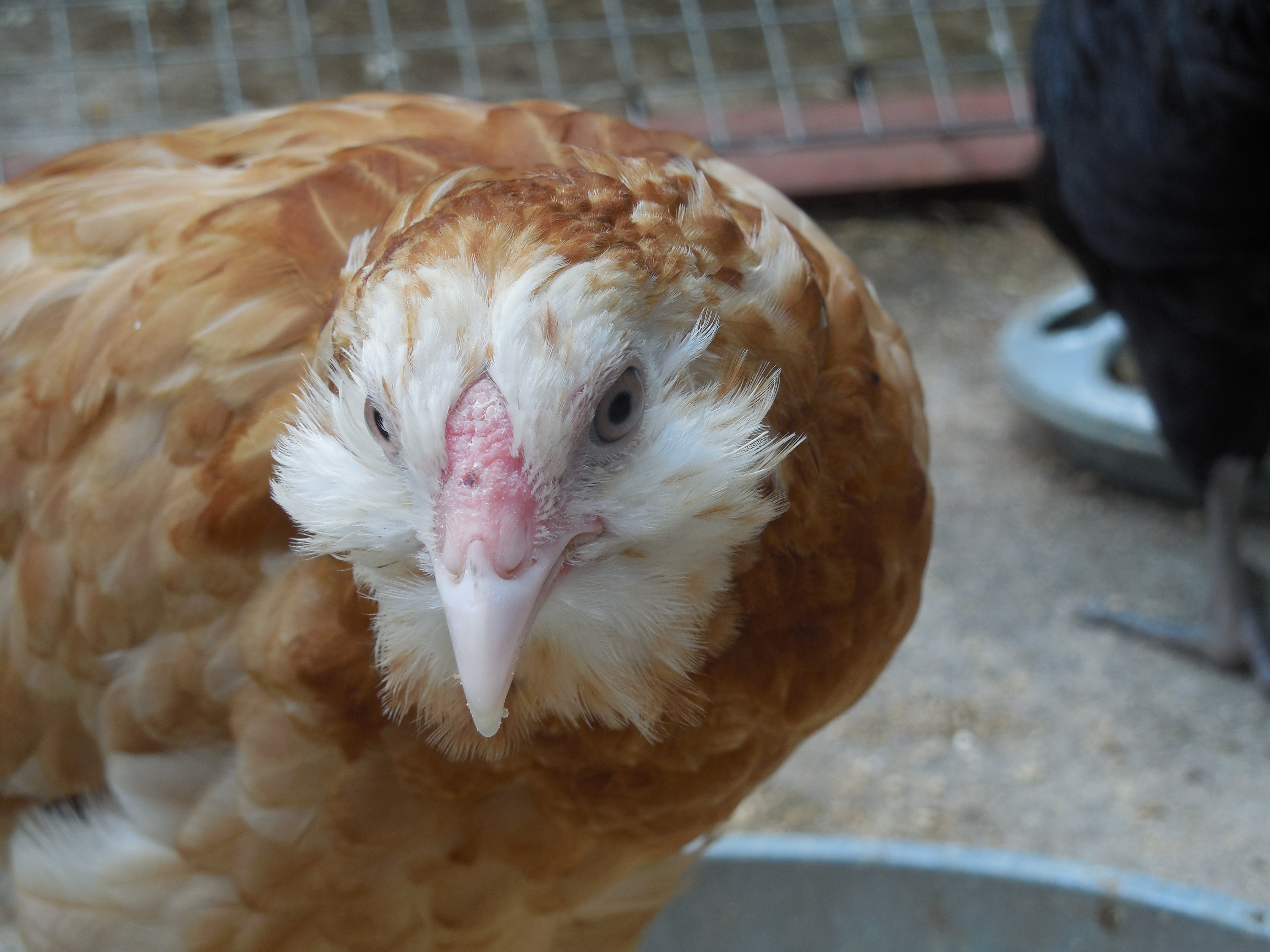 Poppy wheaten Ameraucana