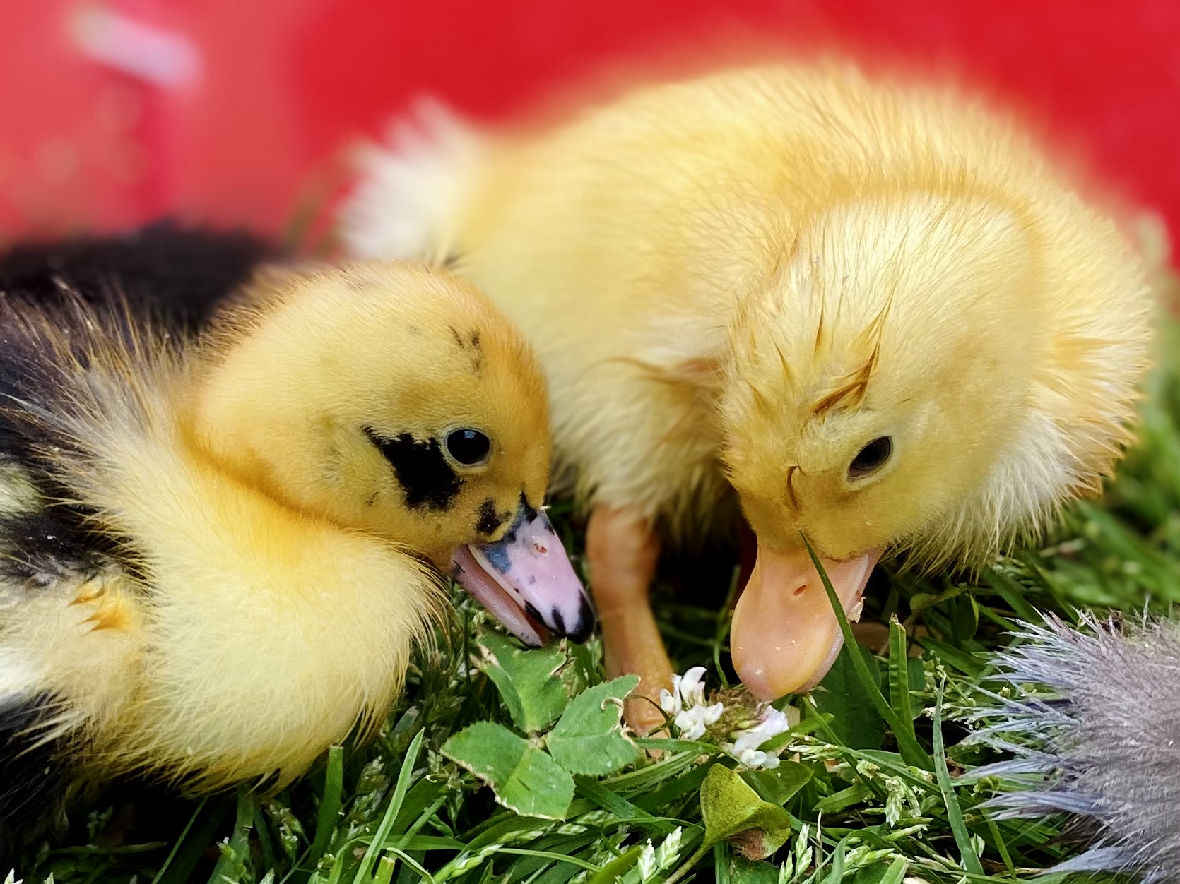 Poppyseed and Daffodil