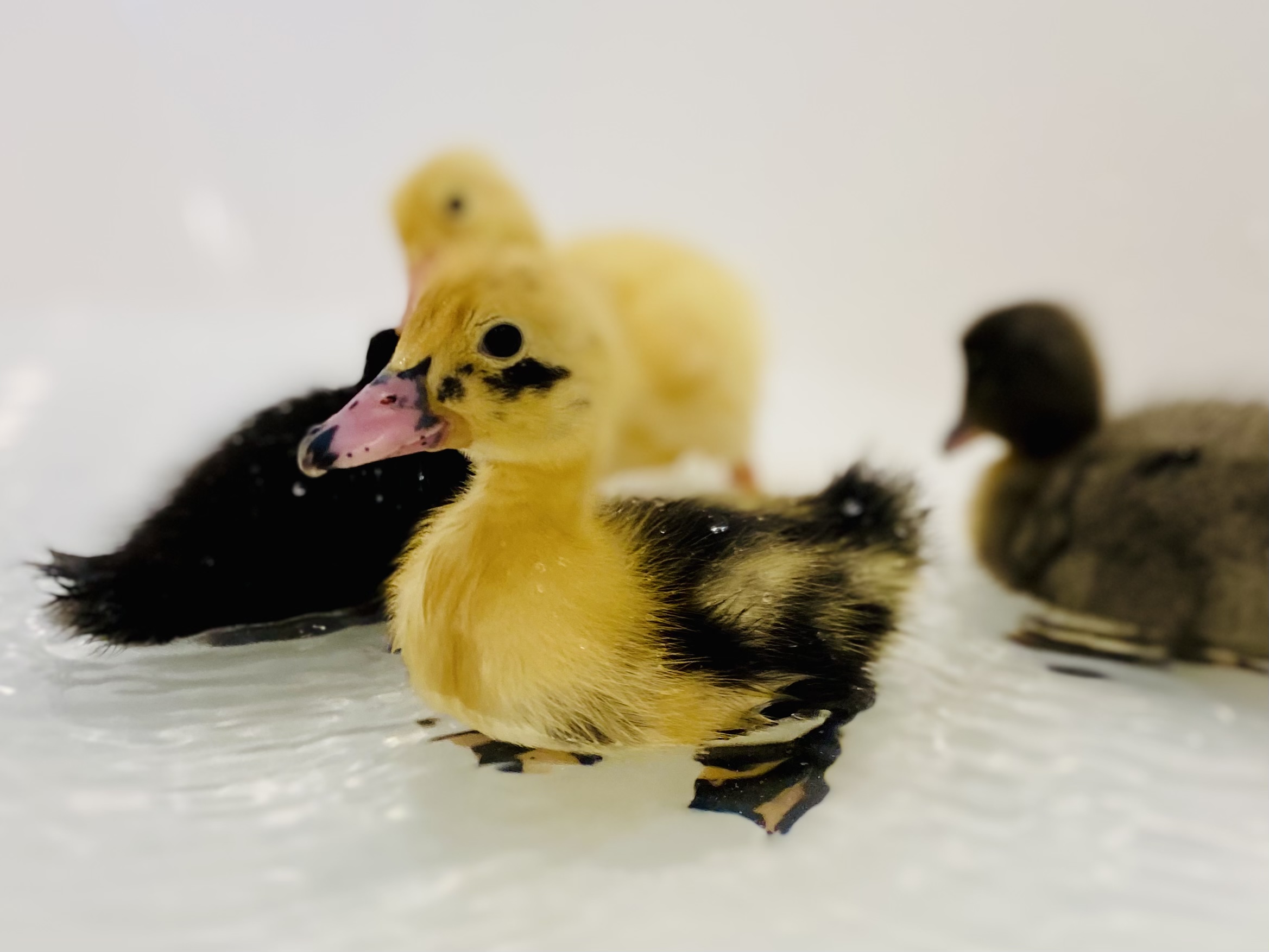 Poppyseed poses!!