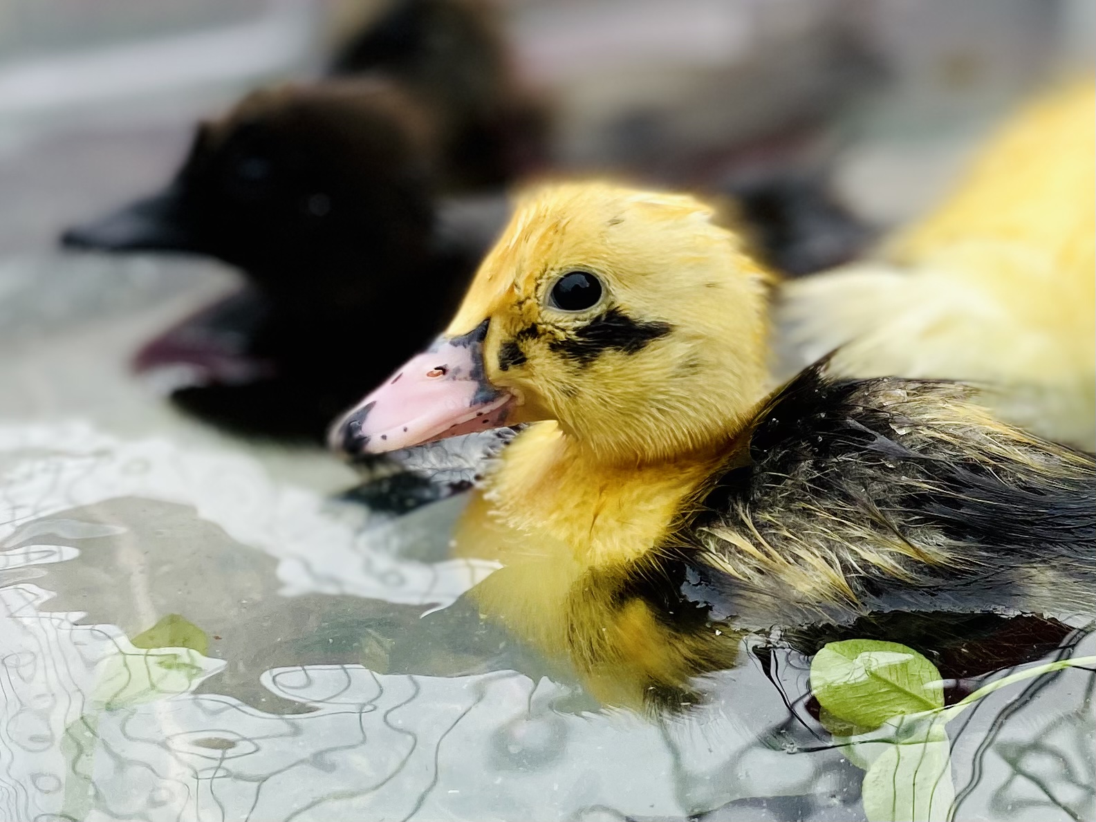 Poppyseed swims