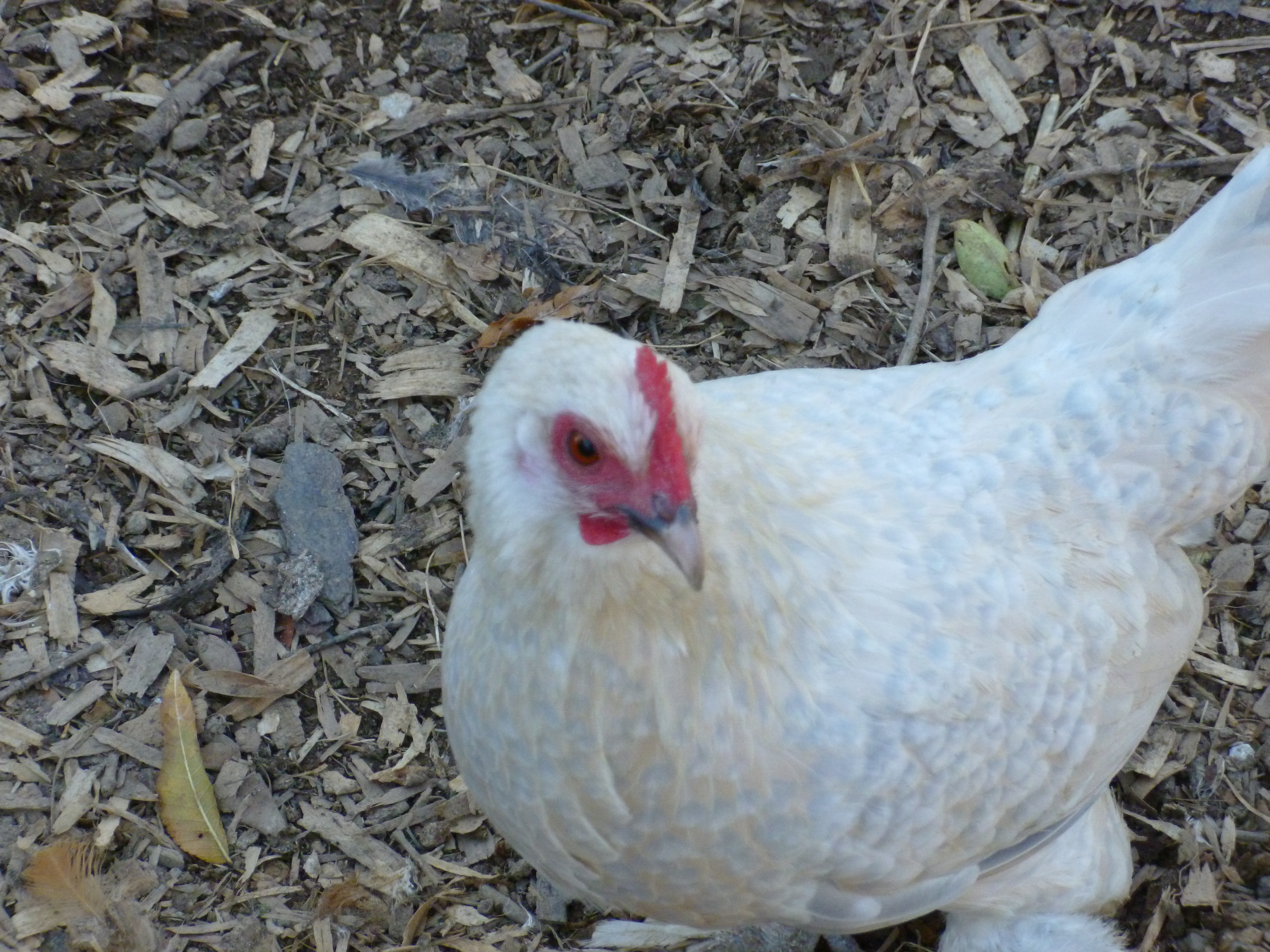 Porcelain booted bantam hen