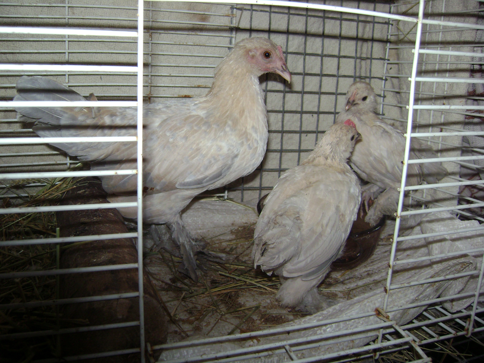 Porcelain booted bantam "sharma" all grown up, fostering my new d'uccle chicks!  She didn't mind at all, though she had never even been broody!  Layed a few eggs then i gave her these!  Good girl.
