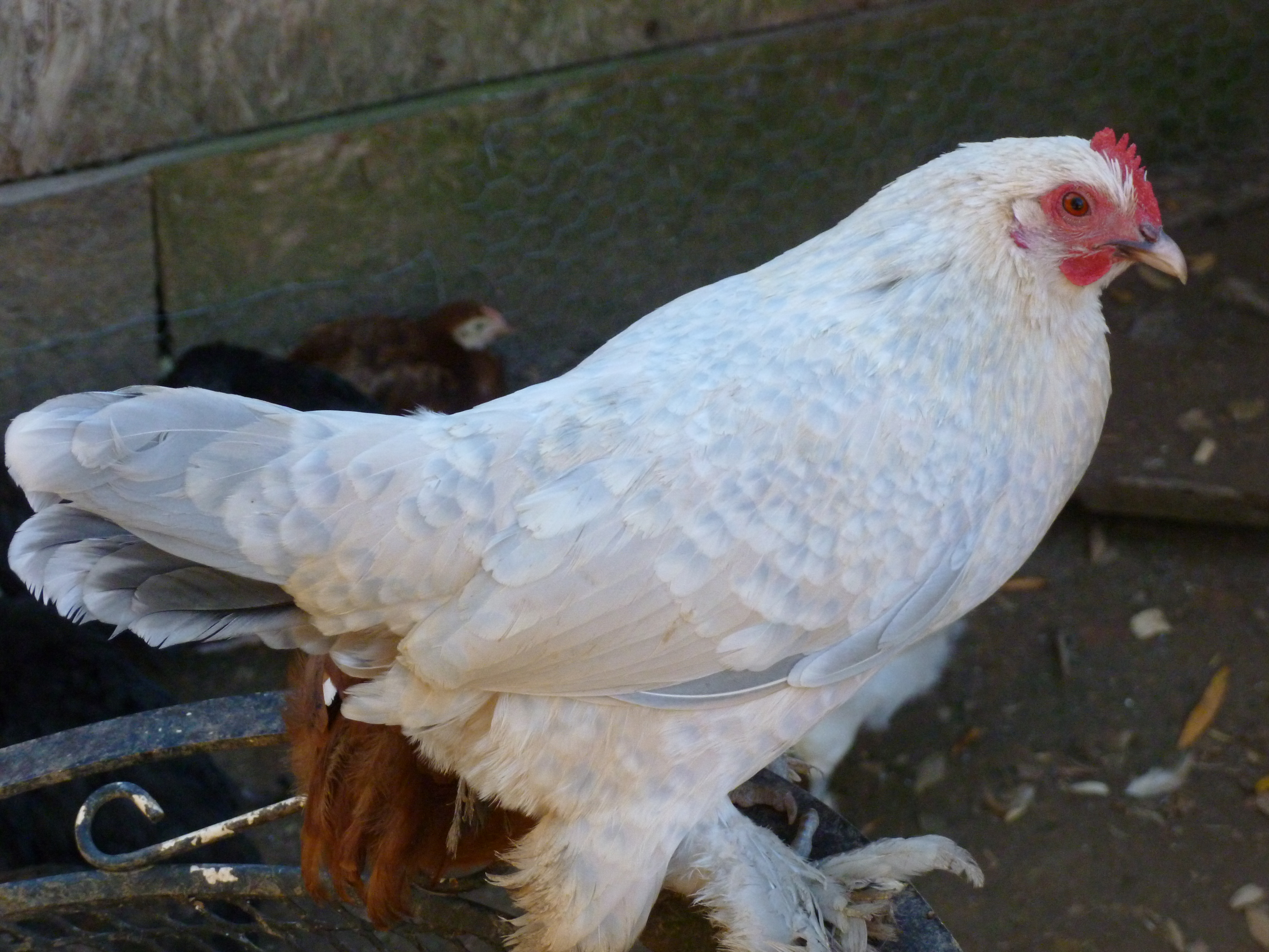 Porcelain booted bantam
