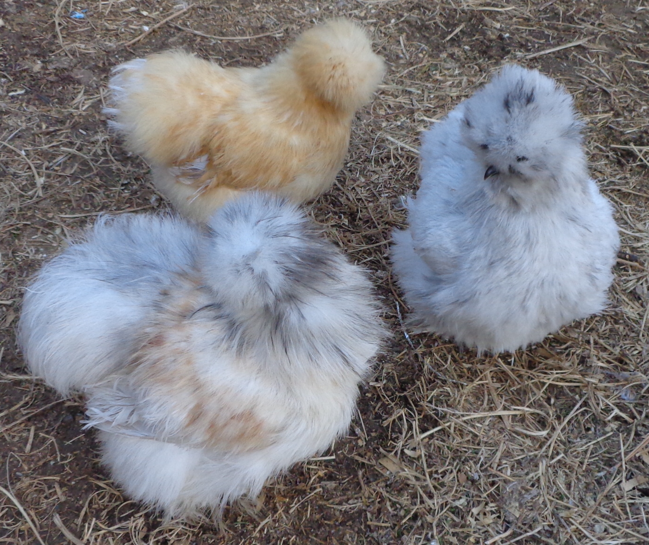 Porcelain cockerel in front, buff pullet and splash pullet at right