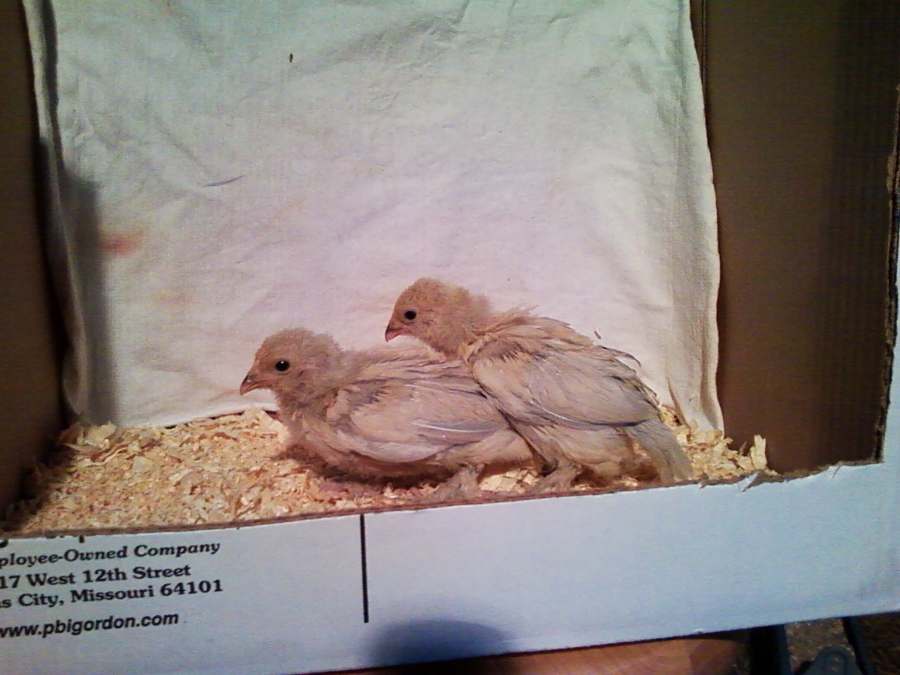 Porcelain d'Uccle chicks