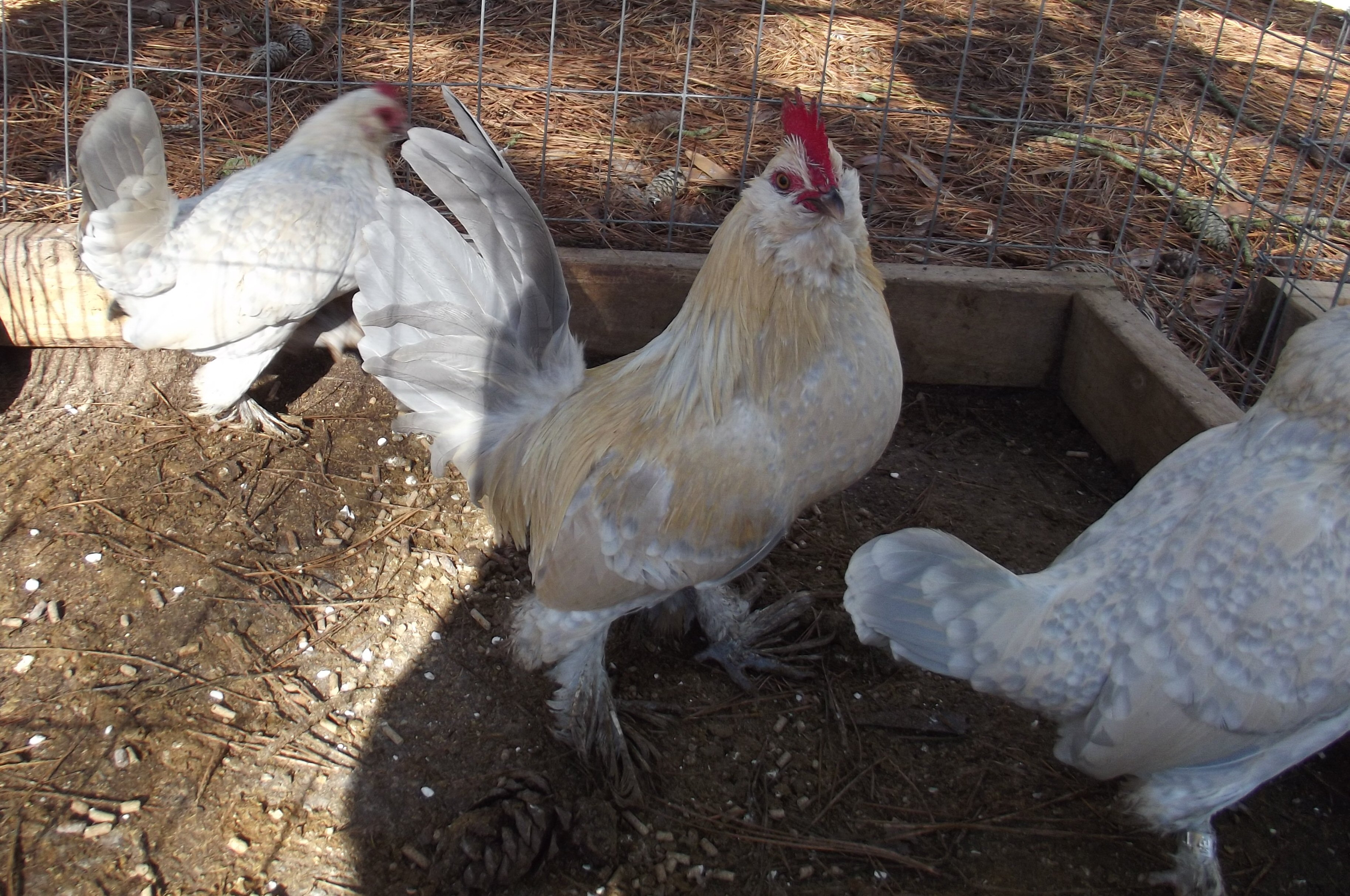 Porcelain D'uccle Trio.