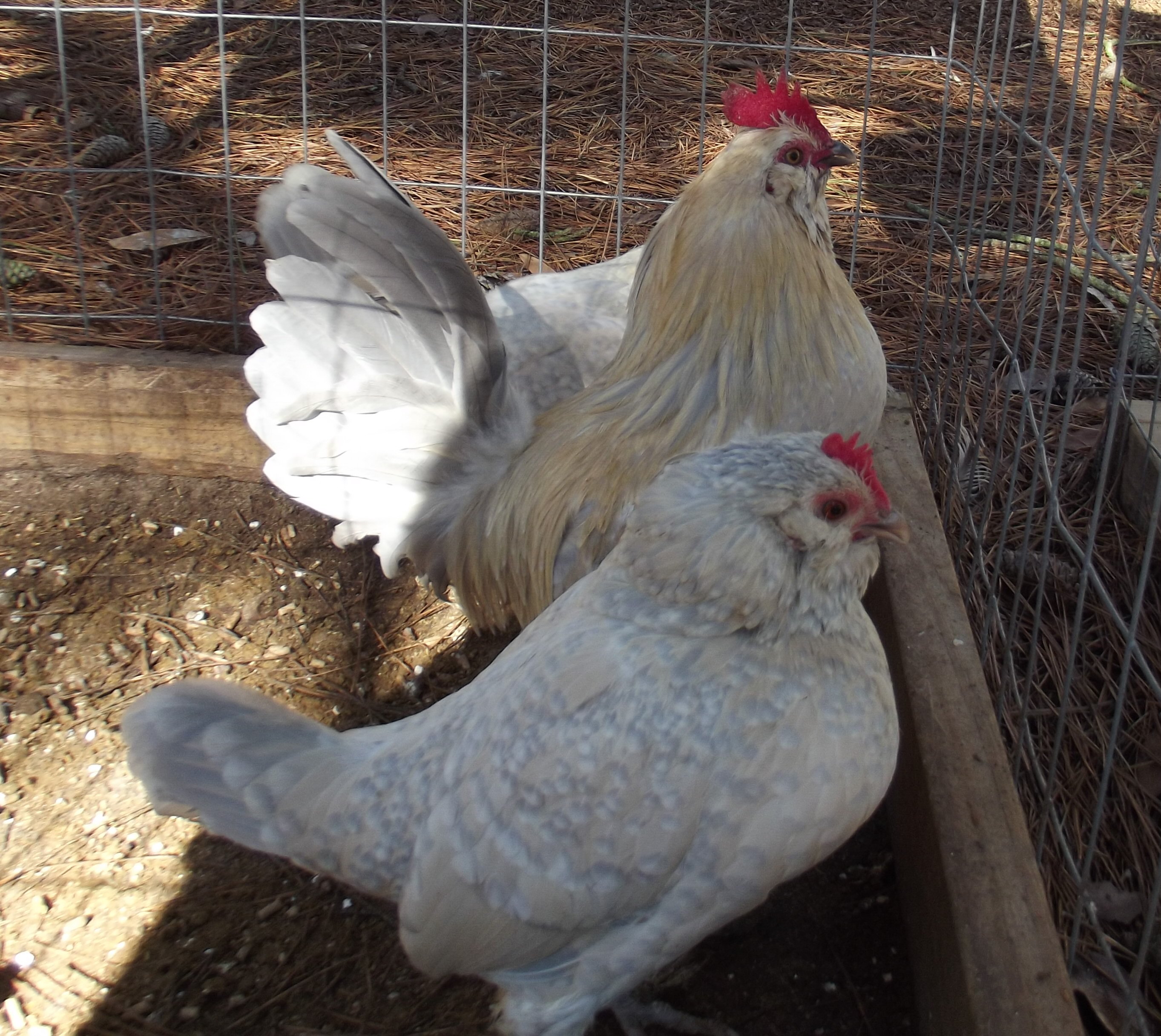 Porcelain D'uccle Trio.