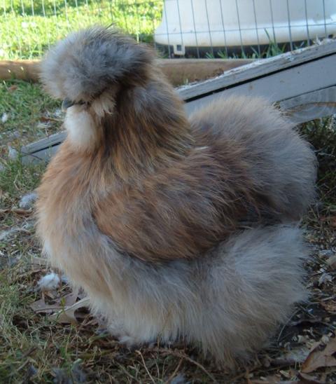 Porcelain pullet, hatched from Catdance silkies eggs