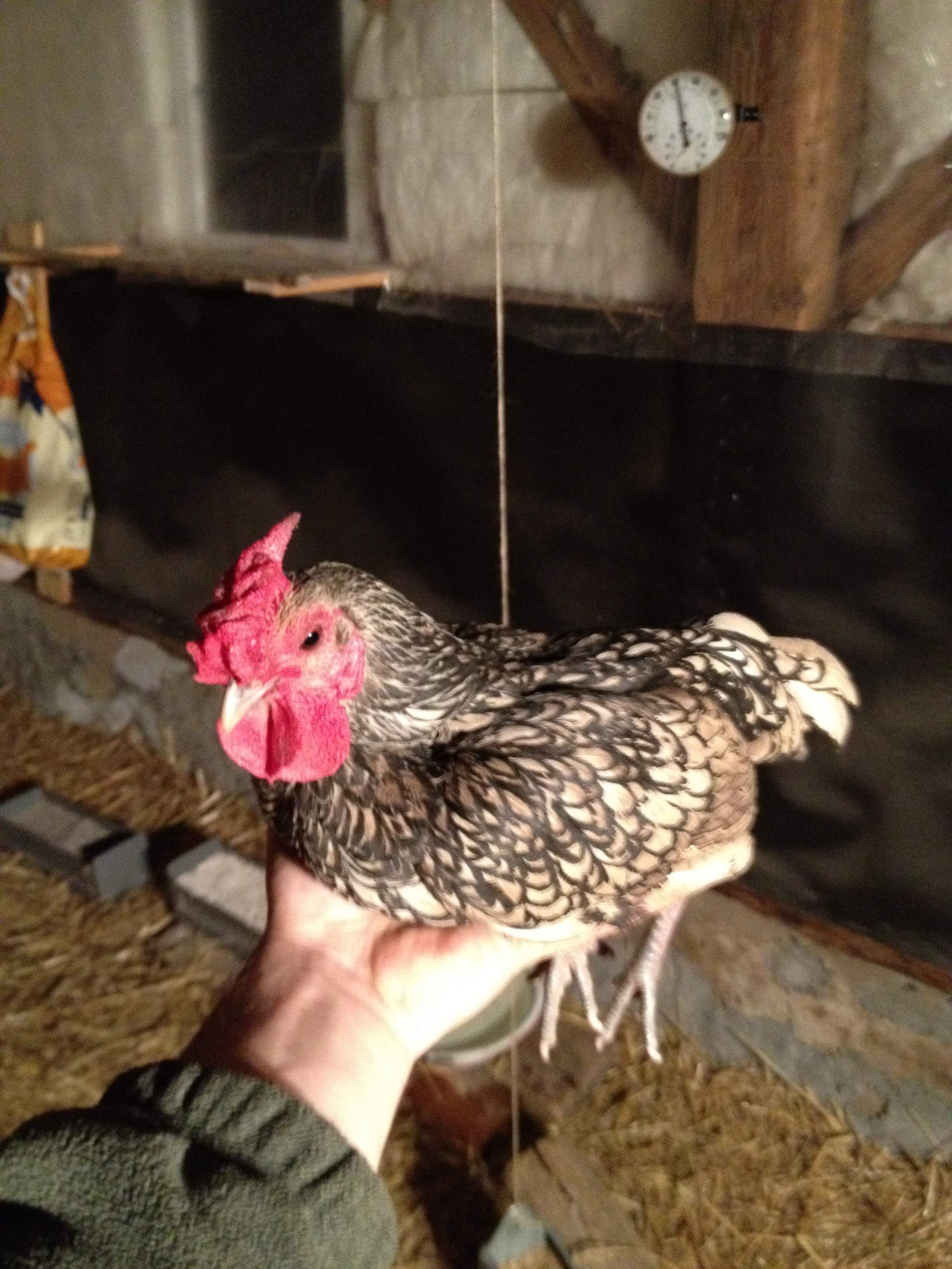 Porkchop aka Chopper- My other Sebright roo.  He and his brother, Bananas follow me around the yard like dogs.  Also, they hate toddlers.  If I was ever being brutally beaten  by a Preschool gang, these boys would save me!