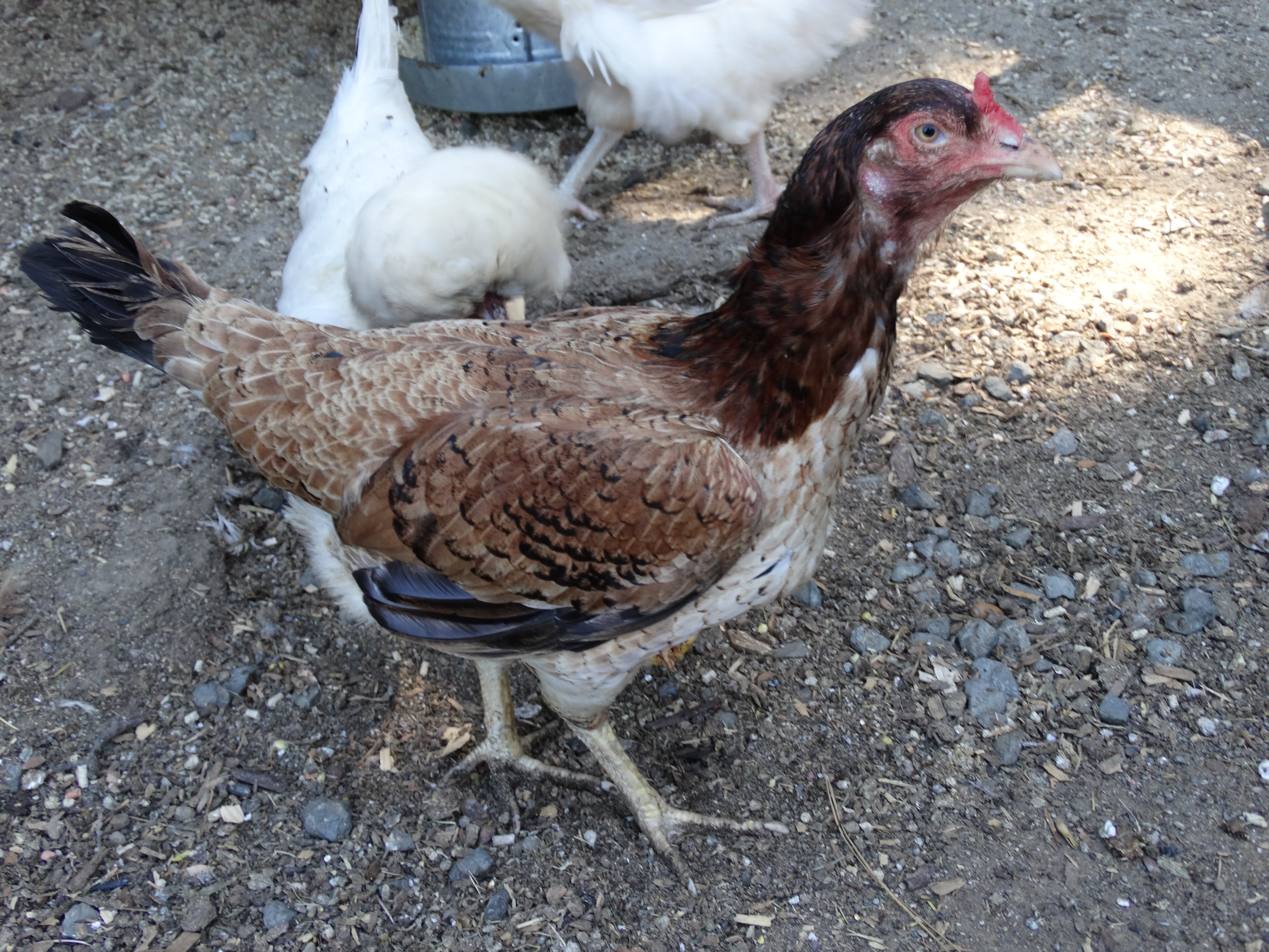 Porky, a Saipan (my co-boss hen)