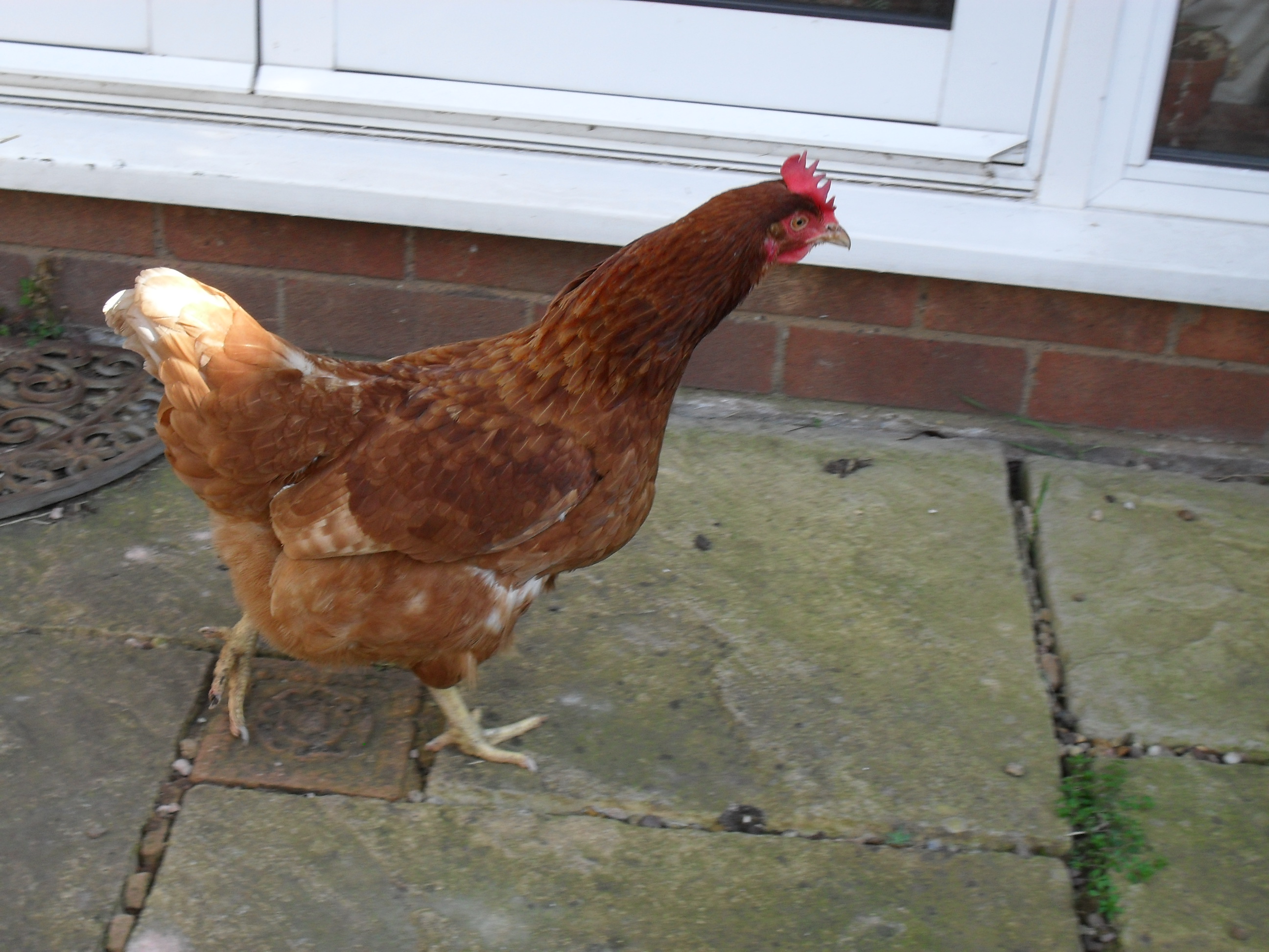 posh about to put wellie in her place. posh is second from top. peckers is boss.