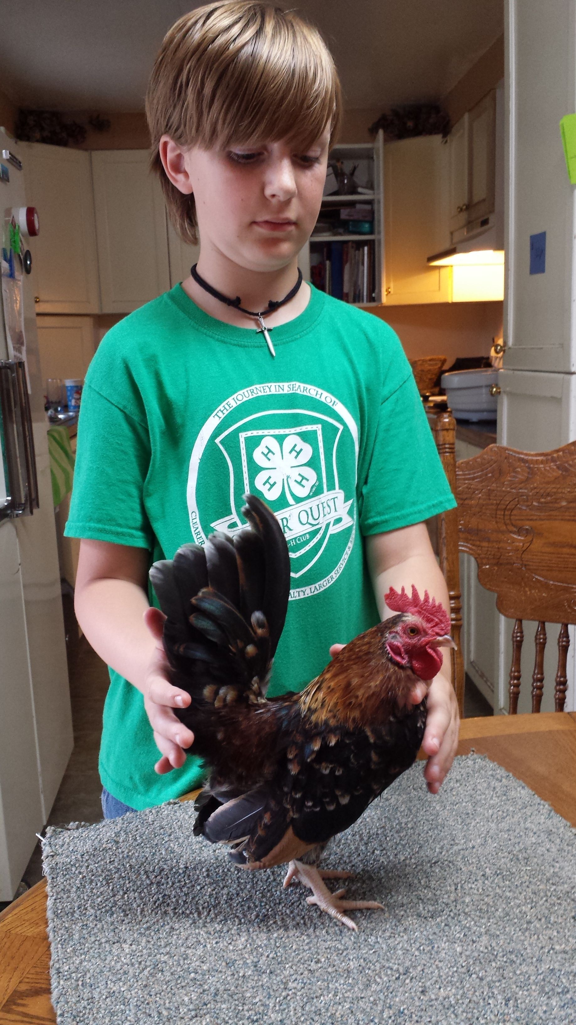 posing Groot - June 2015. Cockerel from Flame and Gypsy