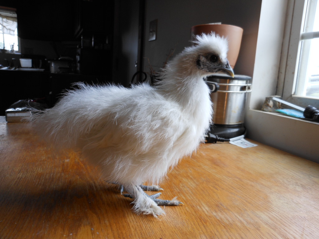 possible cockerel 1