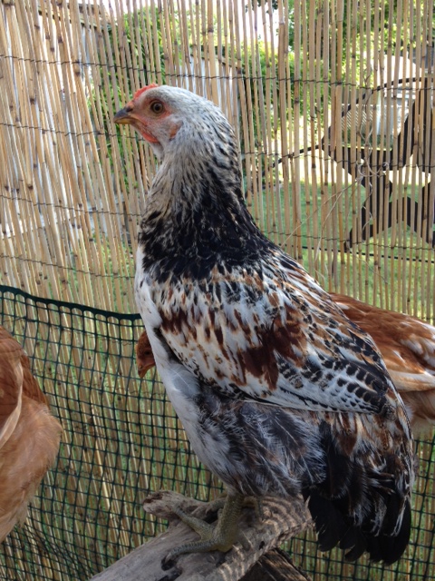 Possible hen?