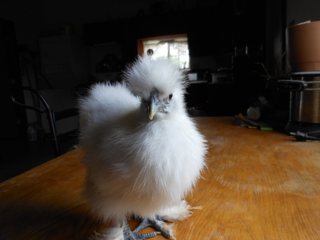 possible pullet 1