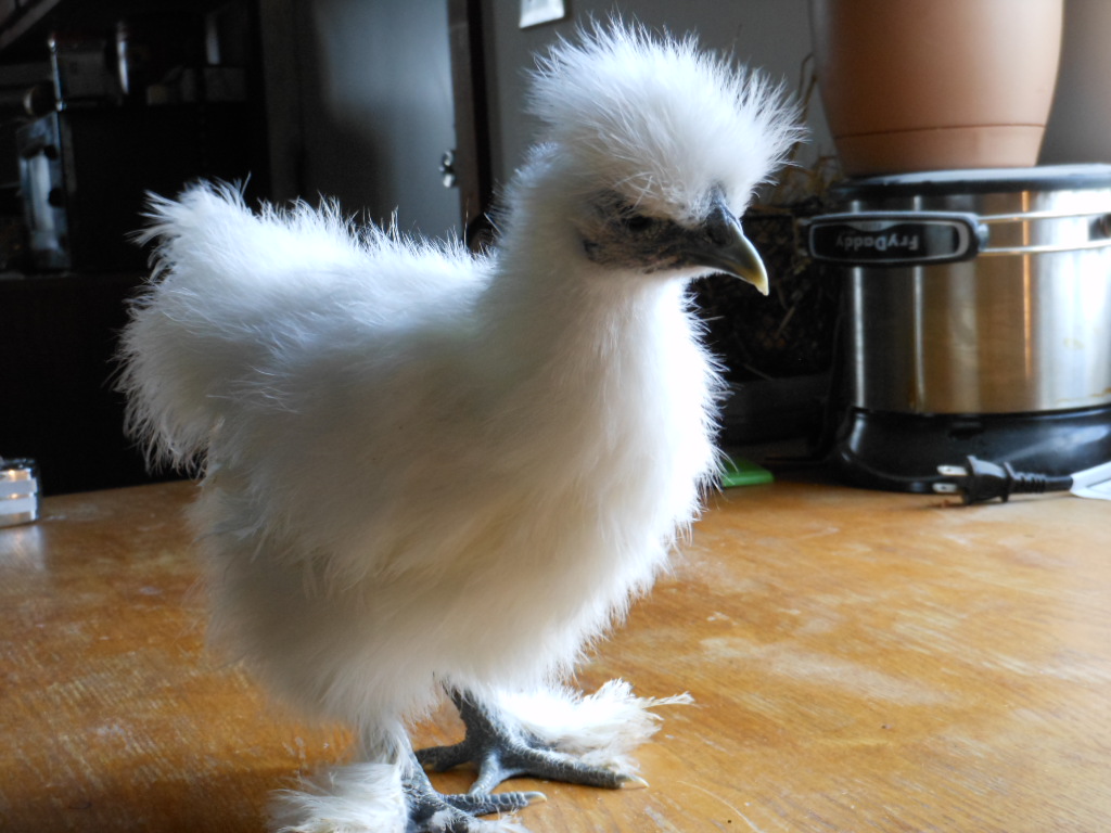 possible pullet 2