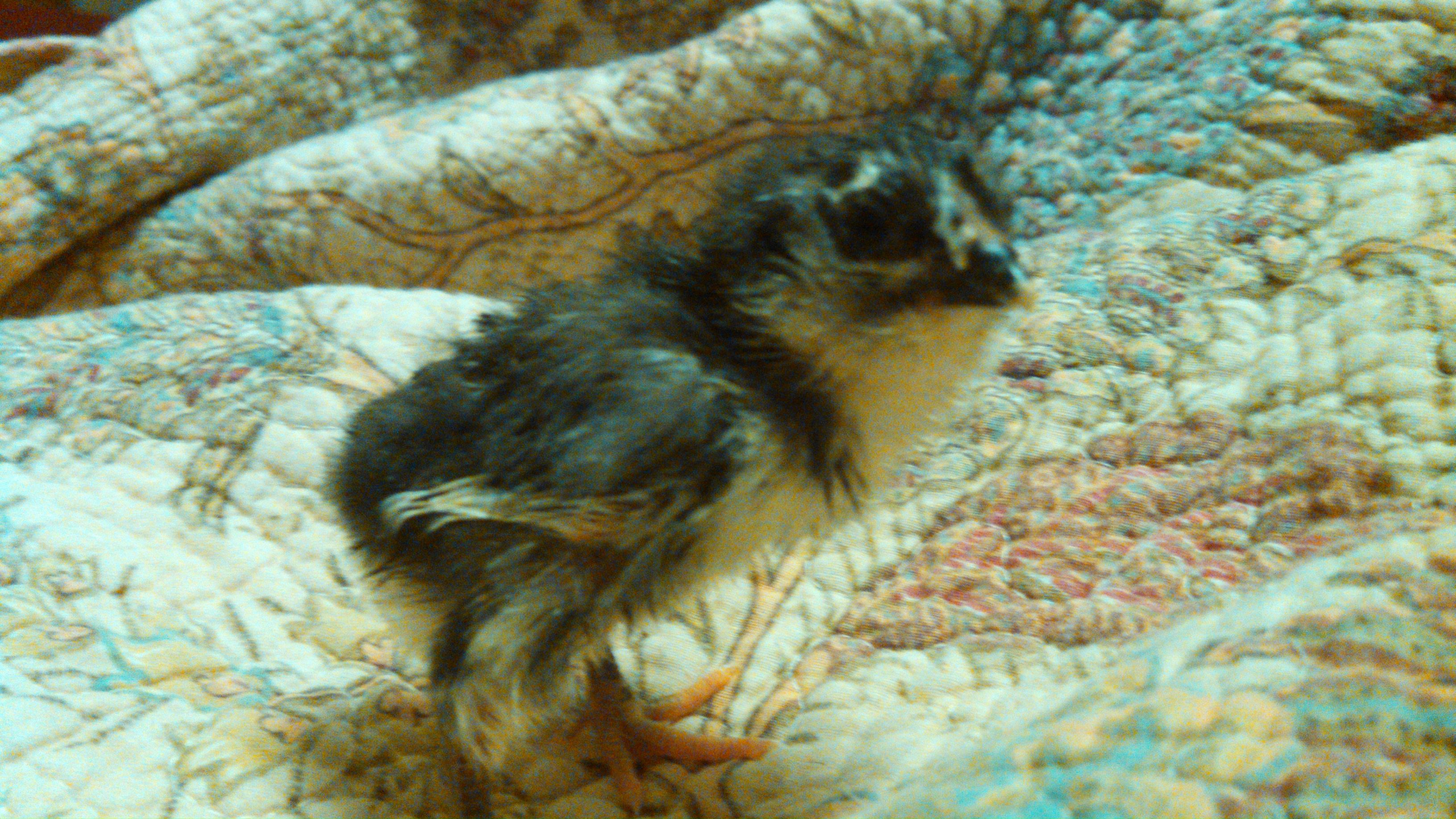 Possible Pure Am. Black with white underbelly and wing tips. Has dark legs with yellow tips.