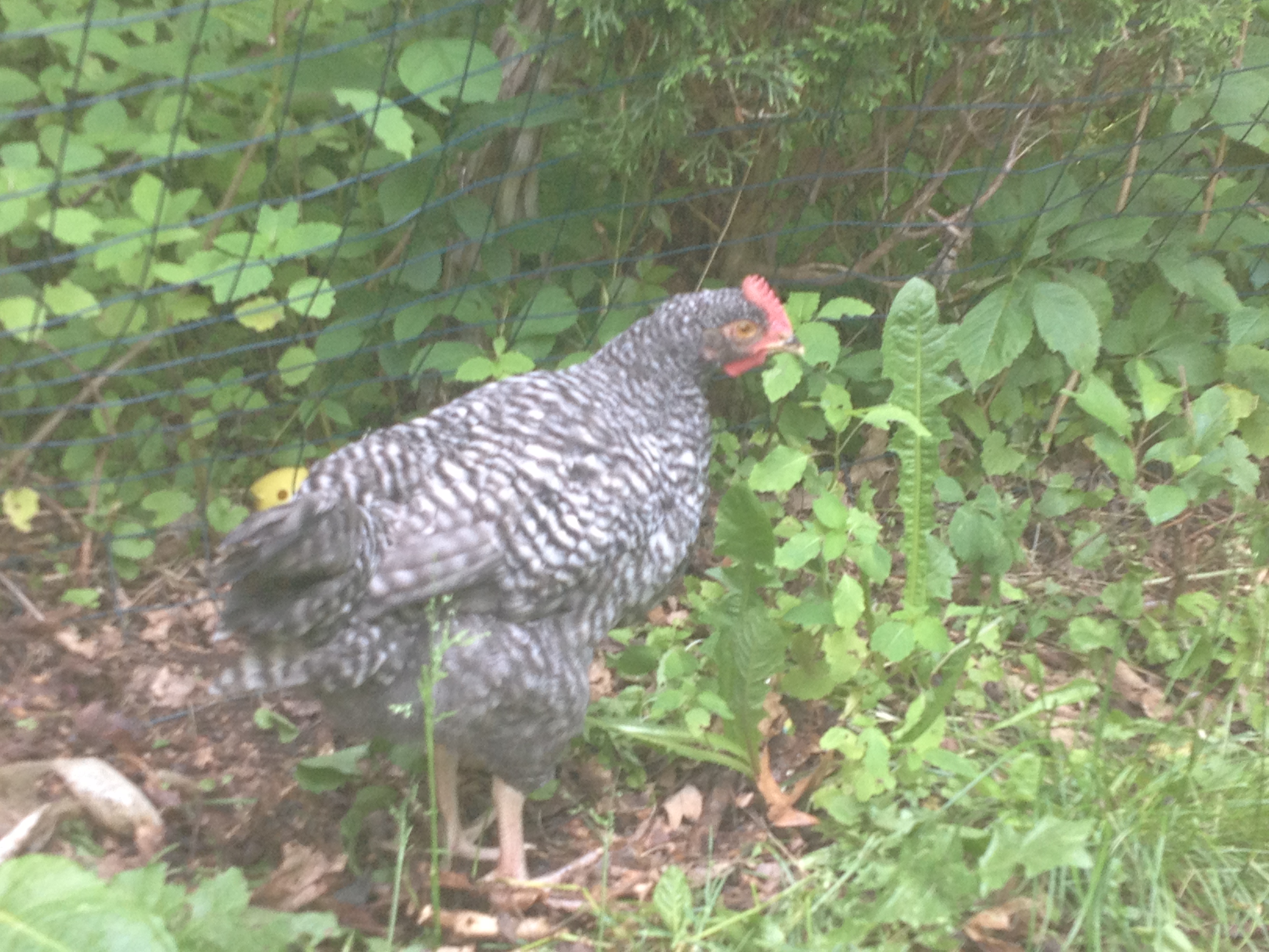 Possible rooster?