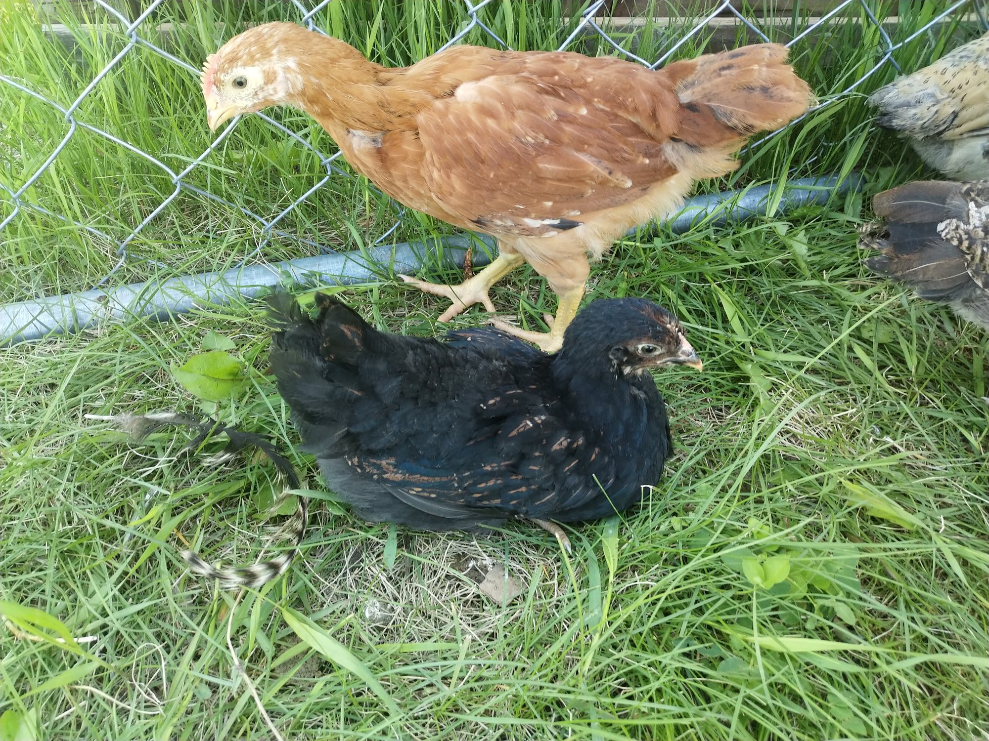 Possible Start To Developing Black Barnevelder?