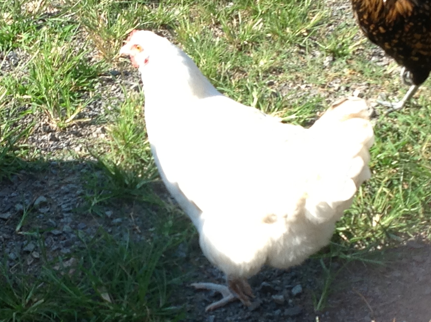 Possibly a White Rock.