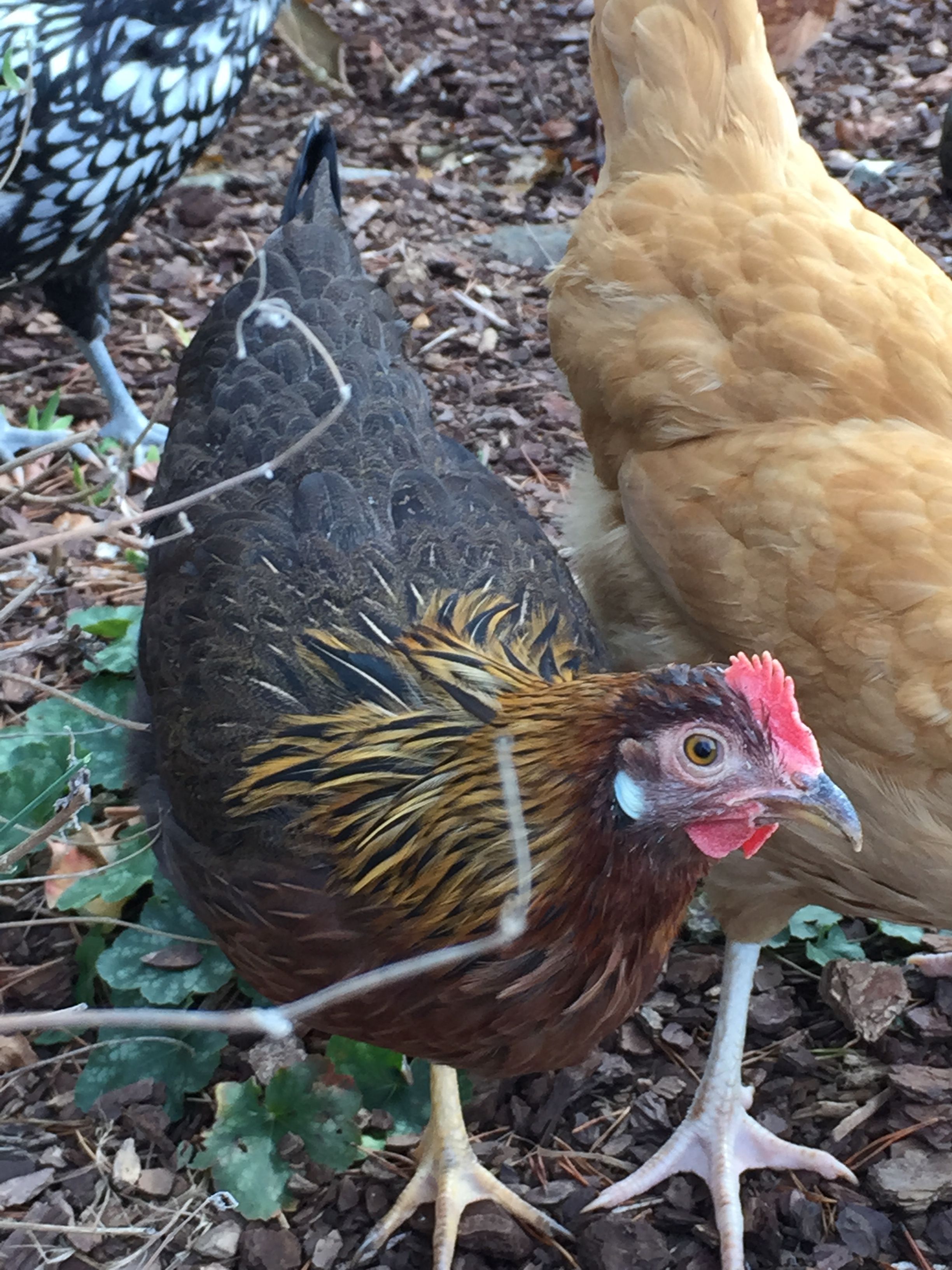 Possibly Brown Leghorn - Pullet 16 weeks "Gertrude"