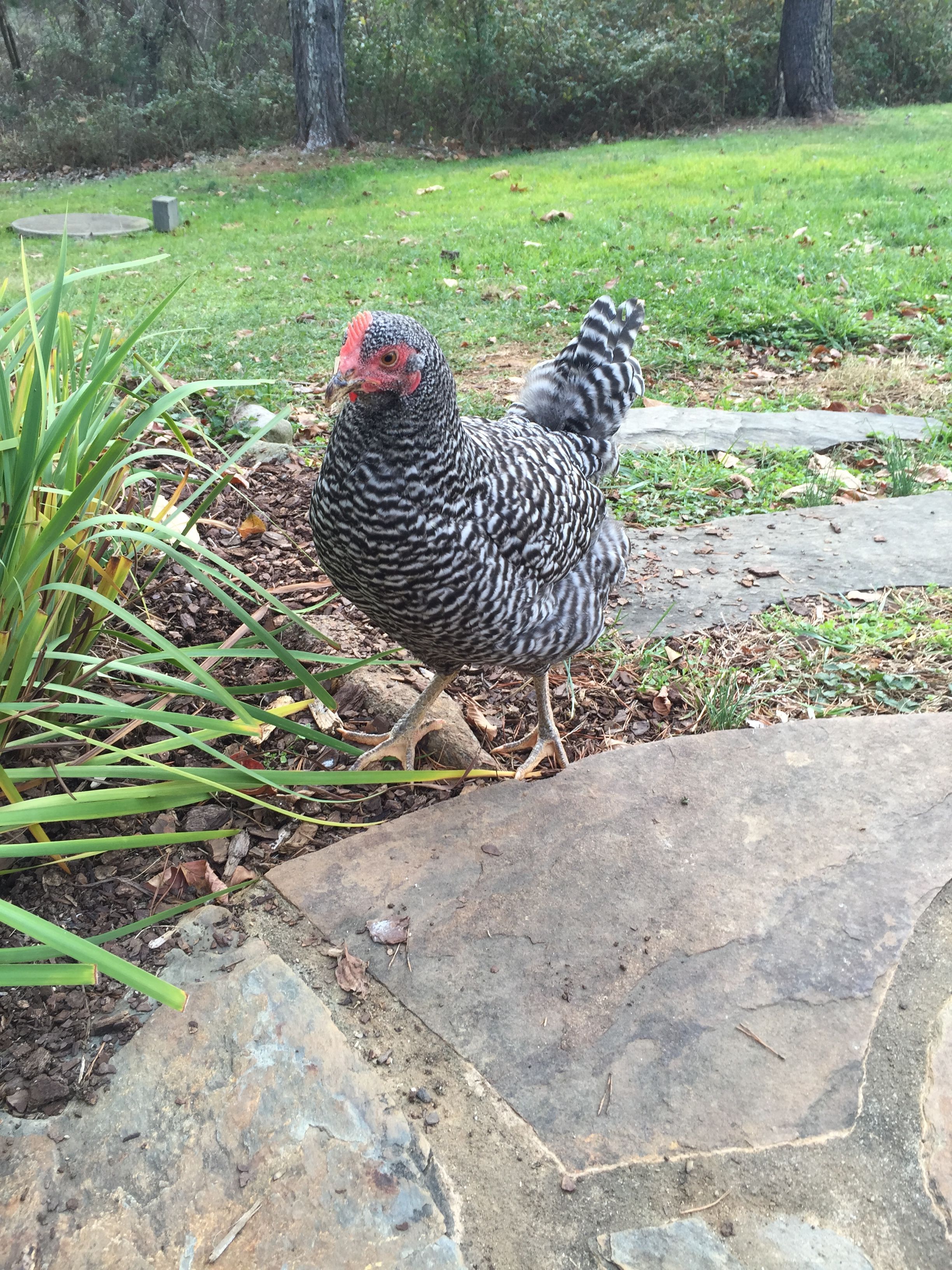 Possibly Dominique - Pullet 20 weeks "Comet"
