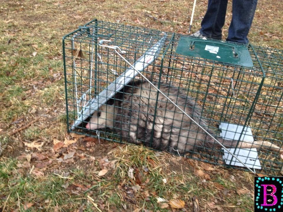 possum.