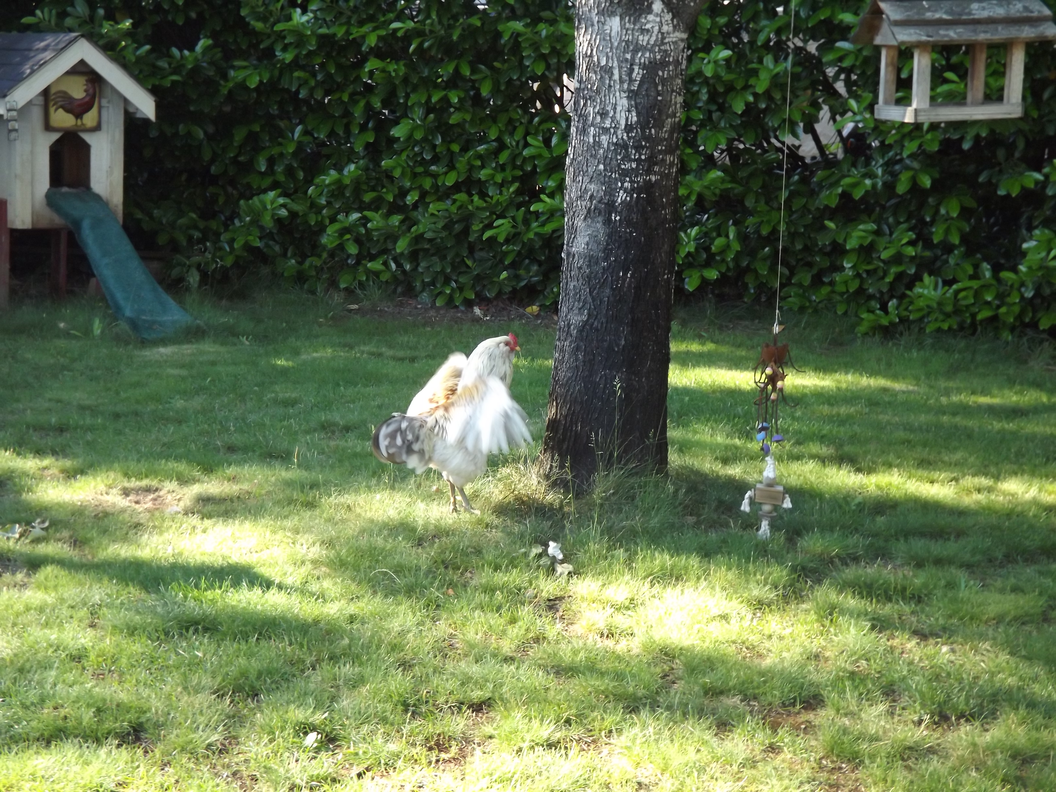Post dirt bath shuffle