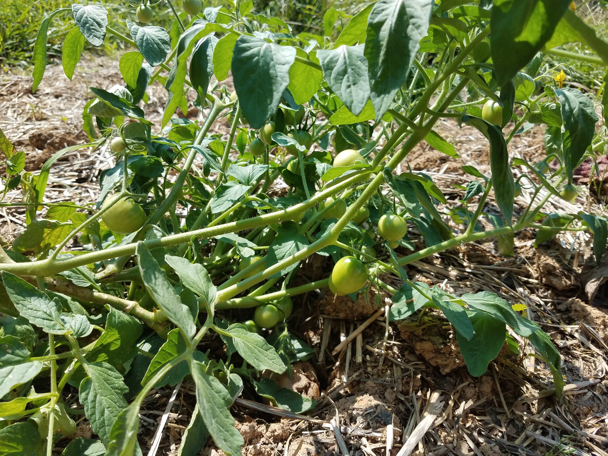Potato or Tomato plant?